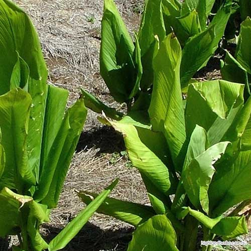 The Tassie Shop Tastes of Tasmania Herbs, Spices, Grains