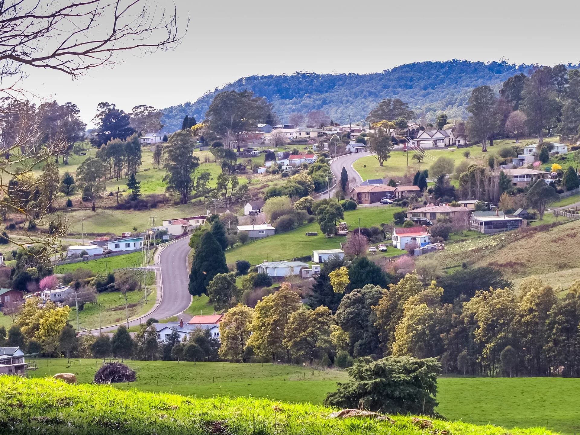 Branxholm town beside forested hills