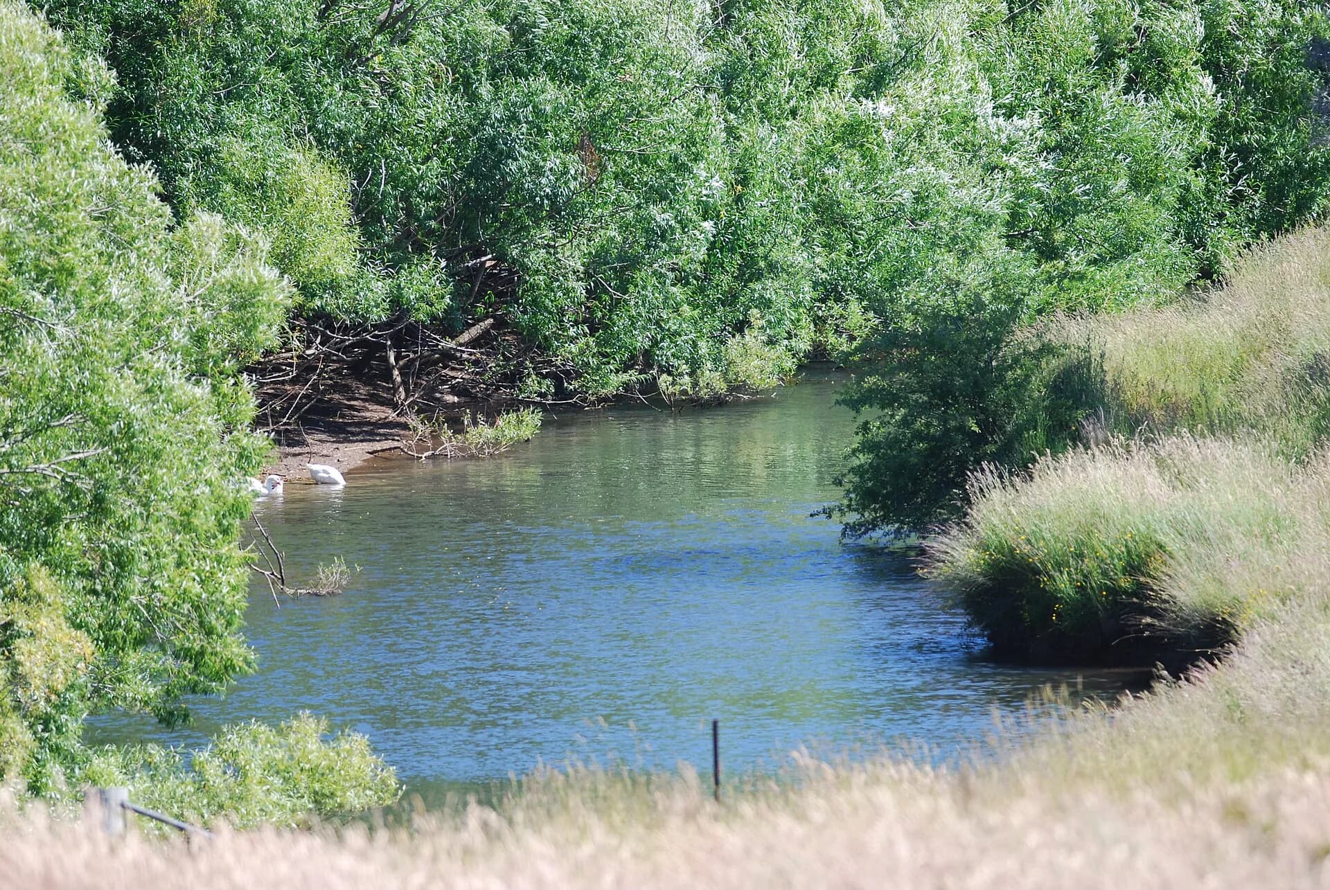 Liffey River beside Carrick in Meander Valley