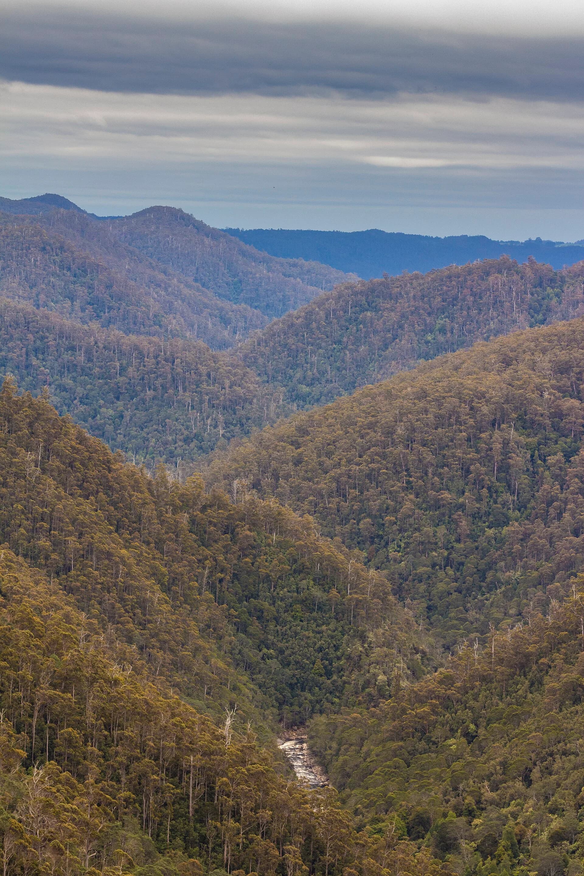 Steep forested walls of Leven Canyon above the river