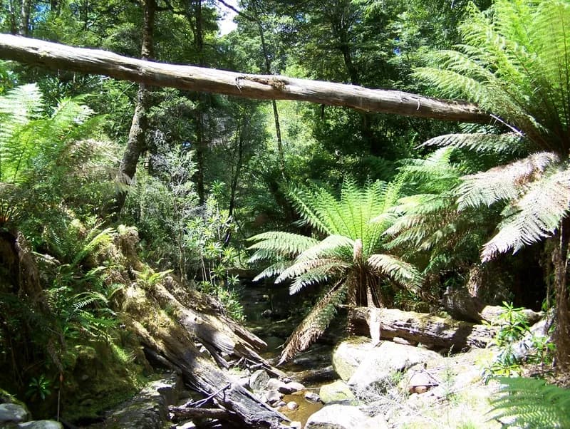 Tall wet forest and treeferns in north-east Tasmania