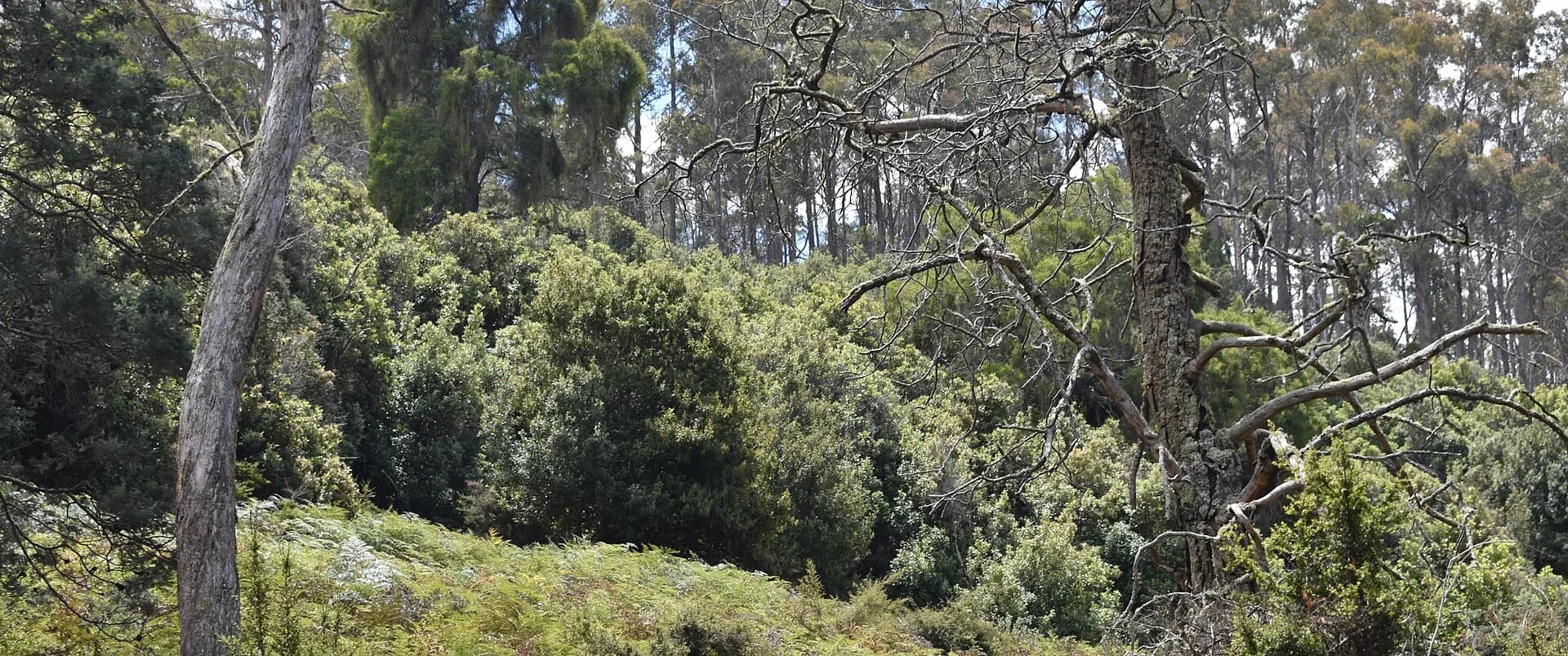 Dry forest in north-eastern Tasmania