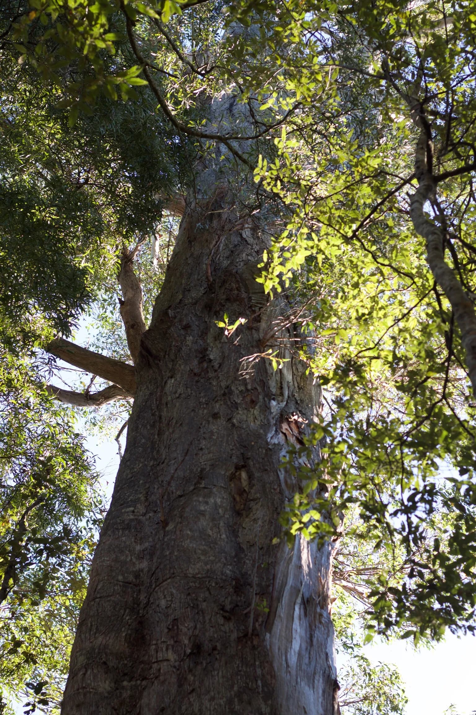 Large tree in the former Dismal Swamp attraction