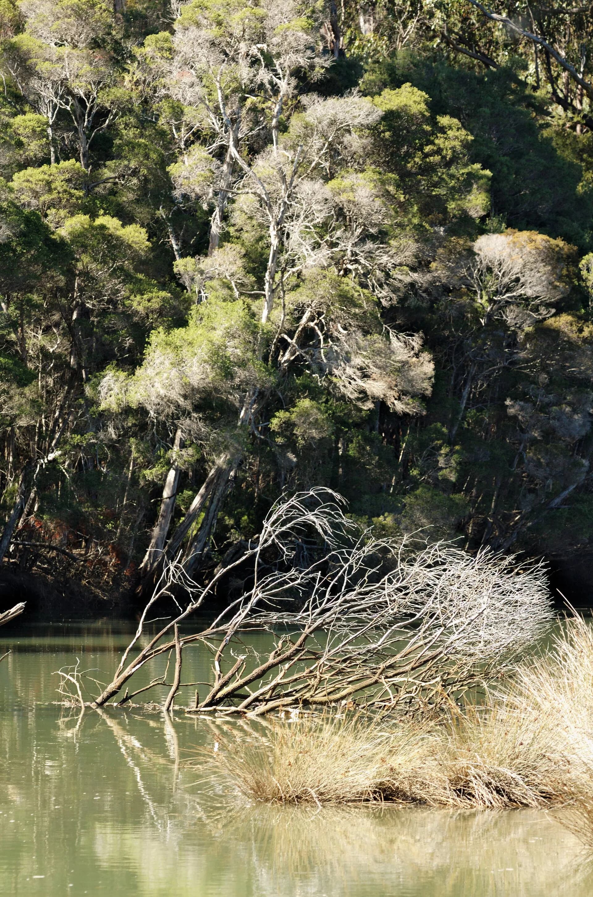 Don River flowing through vegetation near Devonport