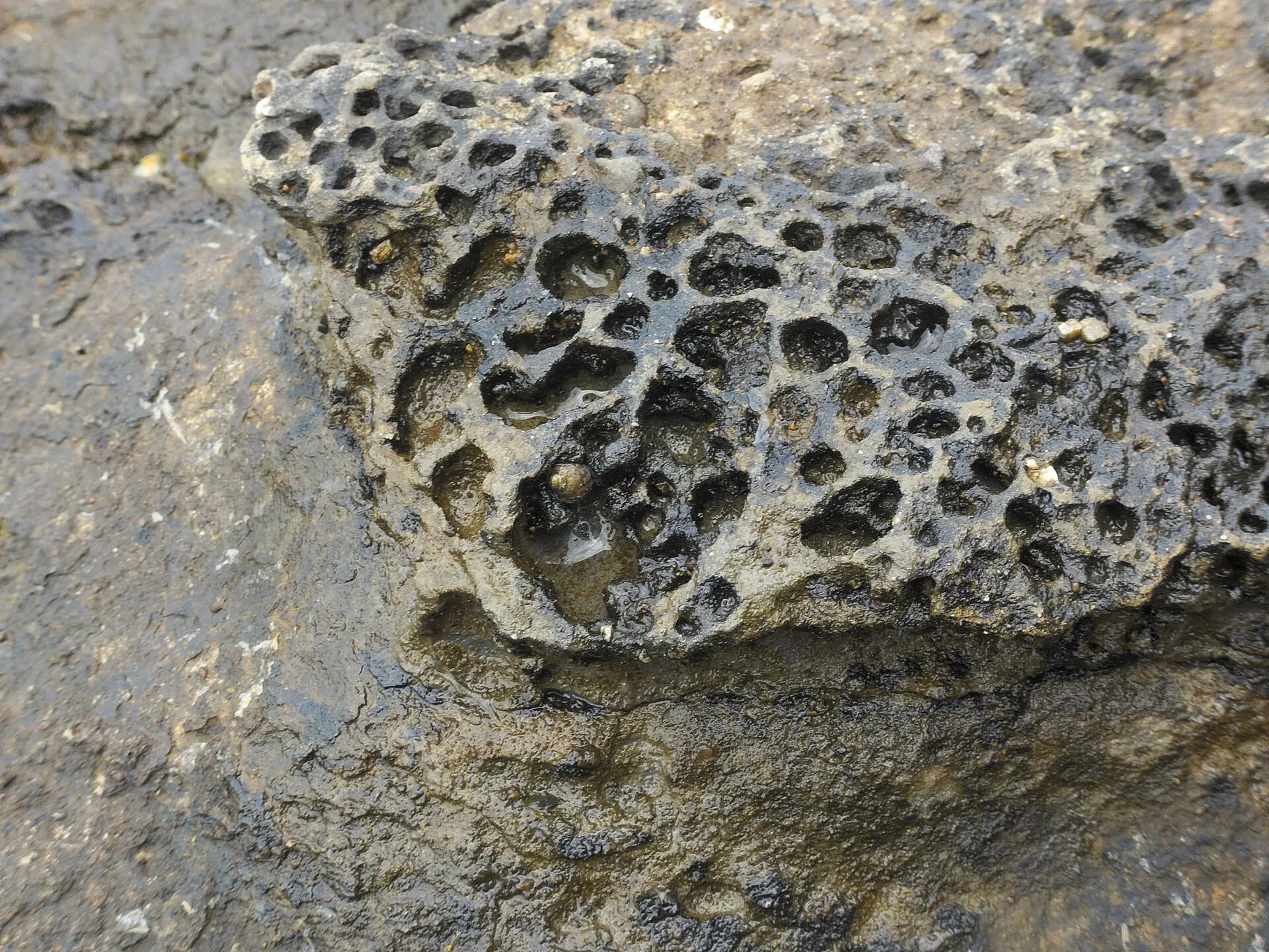 Close view of raised rims and eroded pans in the rock platform
