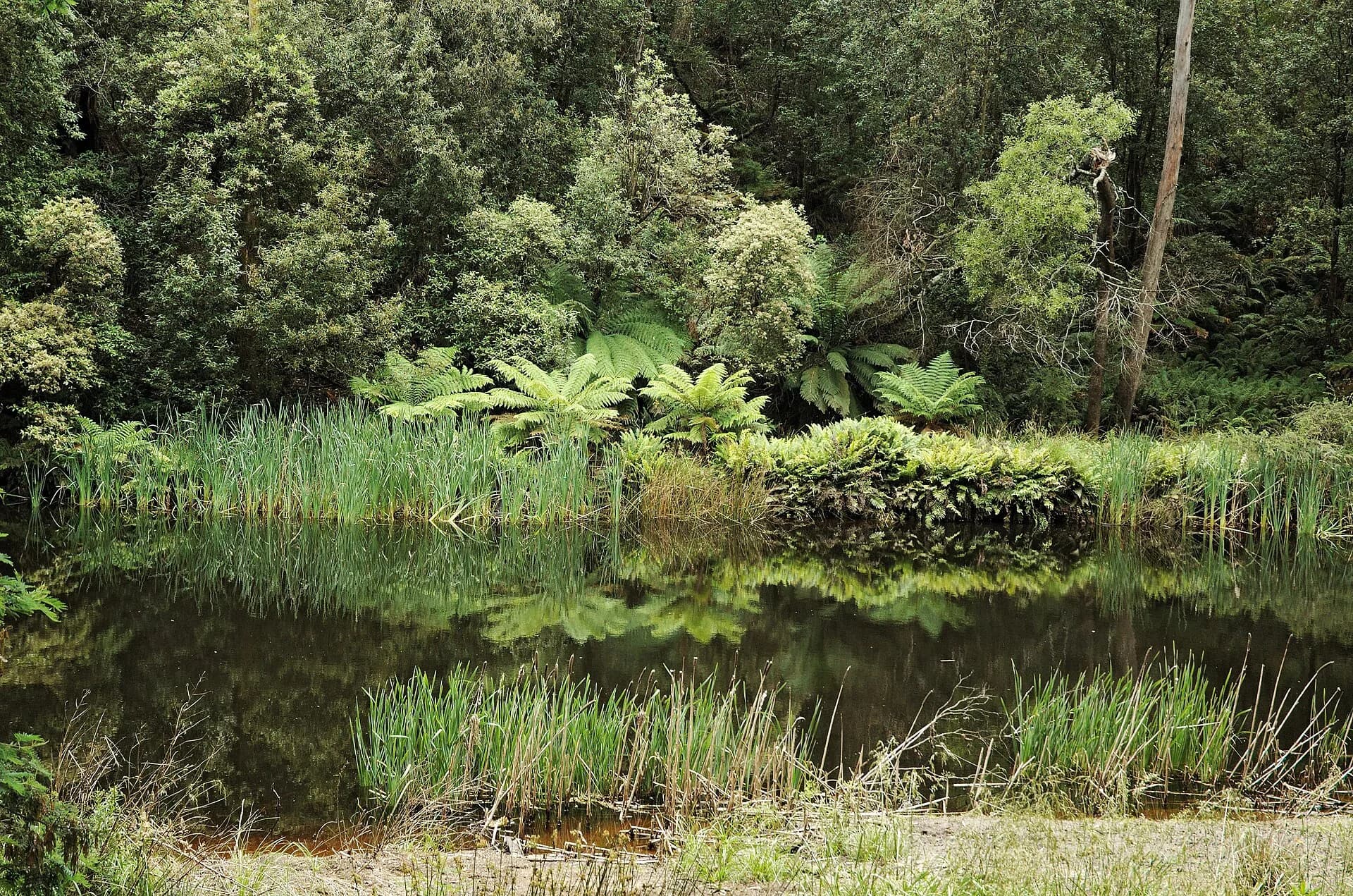 Fern-lined Emu River flowing through Fern Glade Reserve