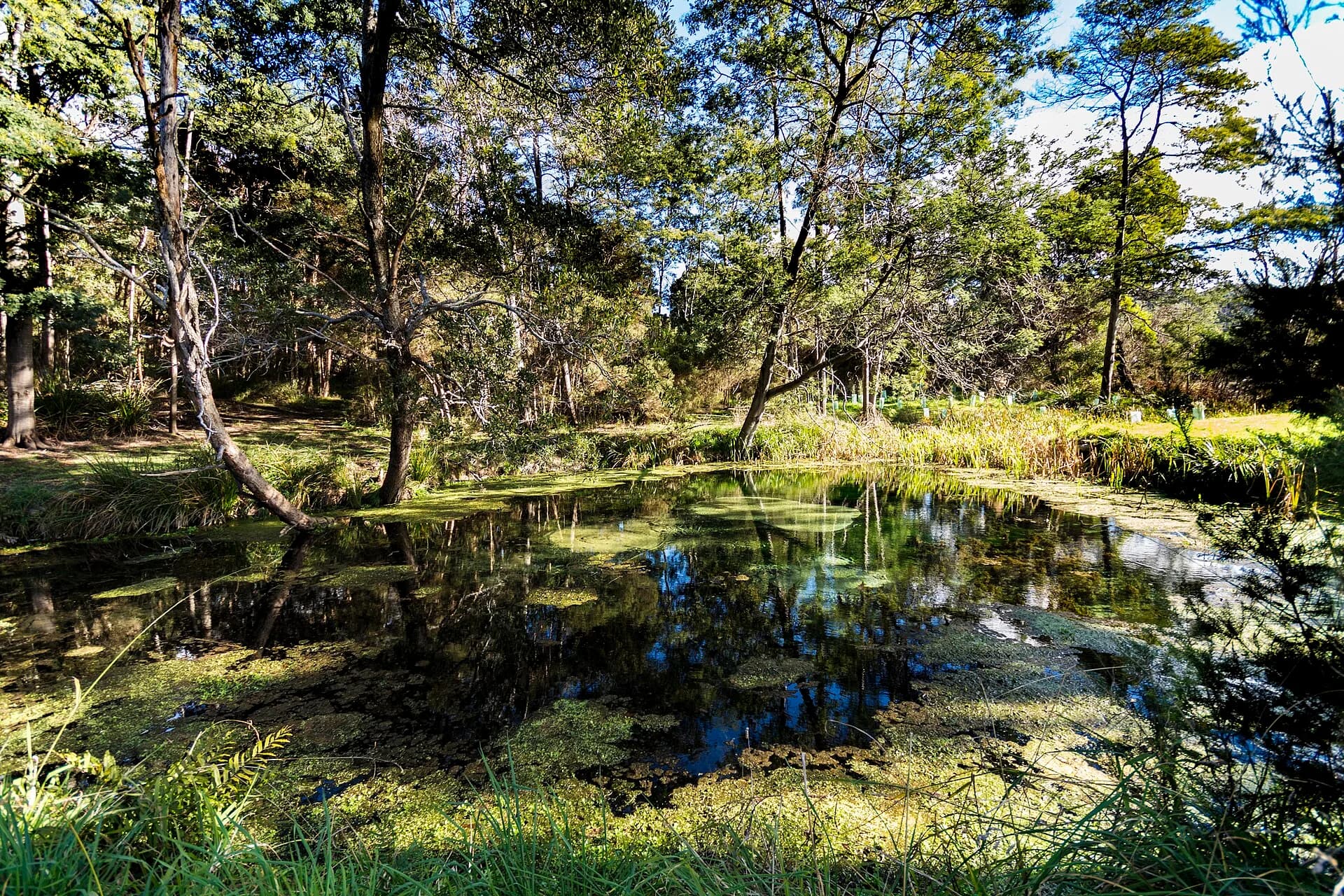 Grassed public reserve around Kimberley Warm Springs