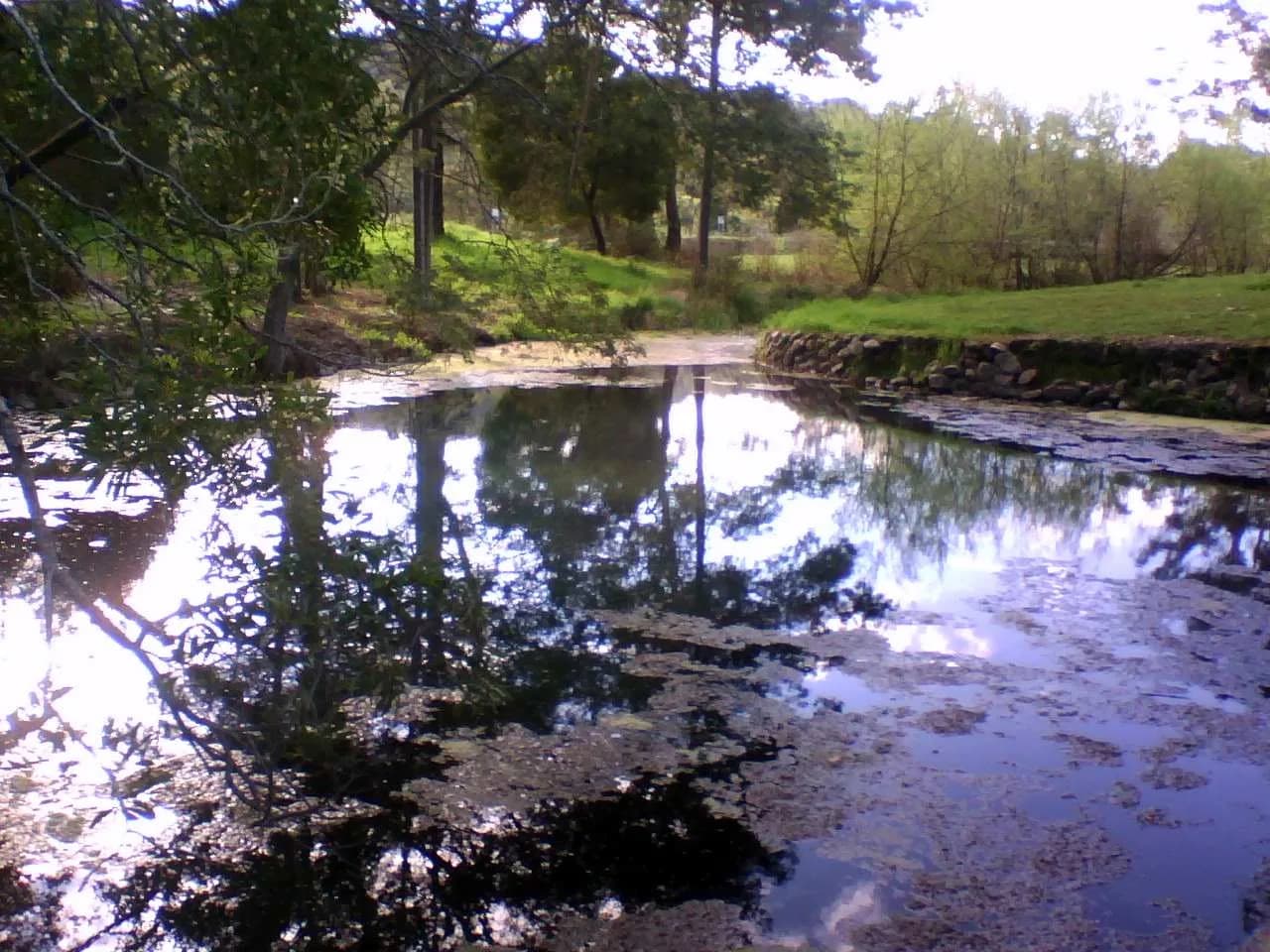 Tree-shaded pool at Kimberley Warm Springs