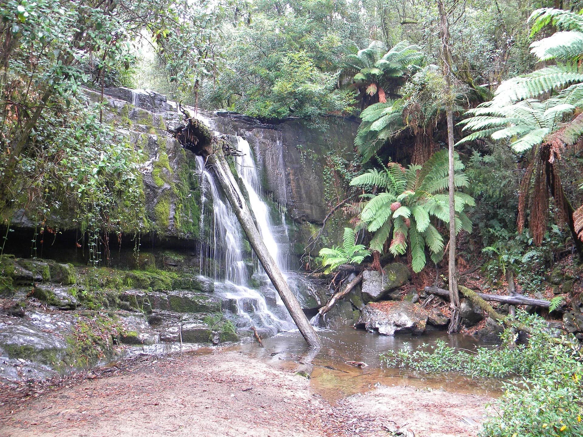 Water cascading through forest at Lilydale Falls