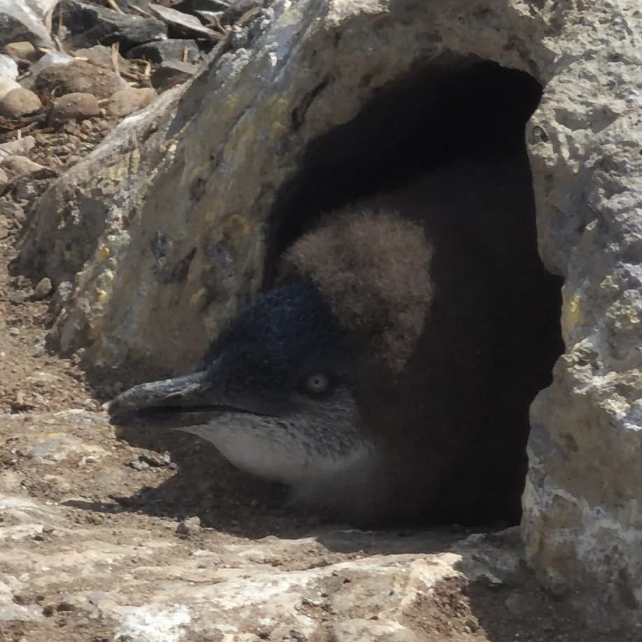 Little penguin adults and chicks at a burrow entrance