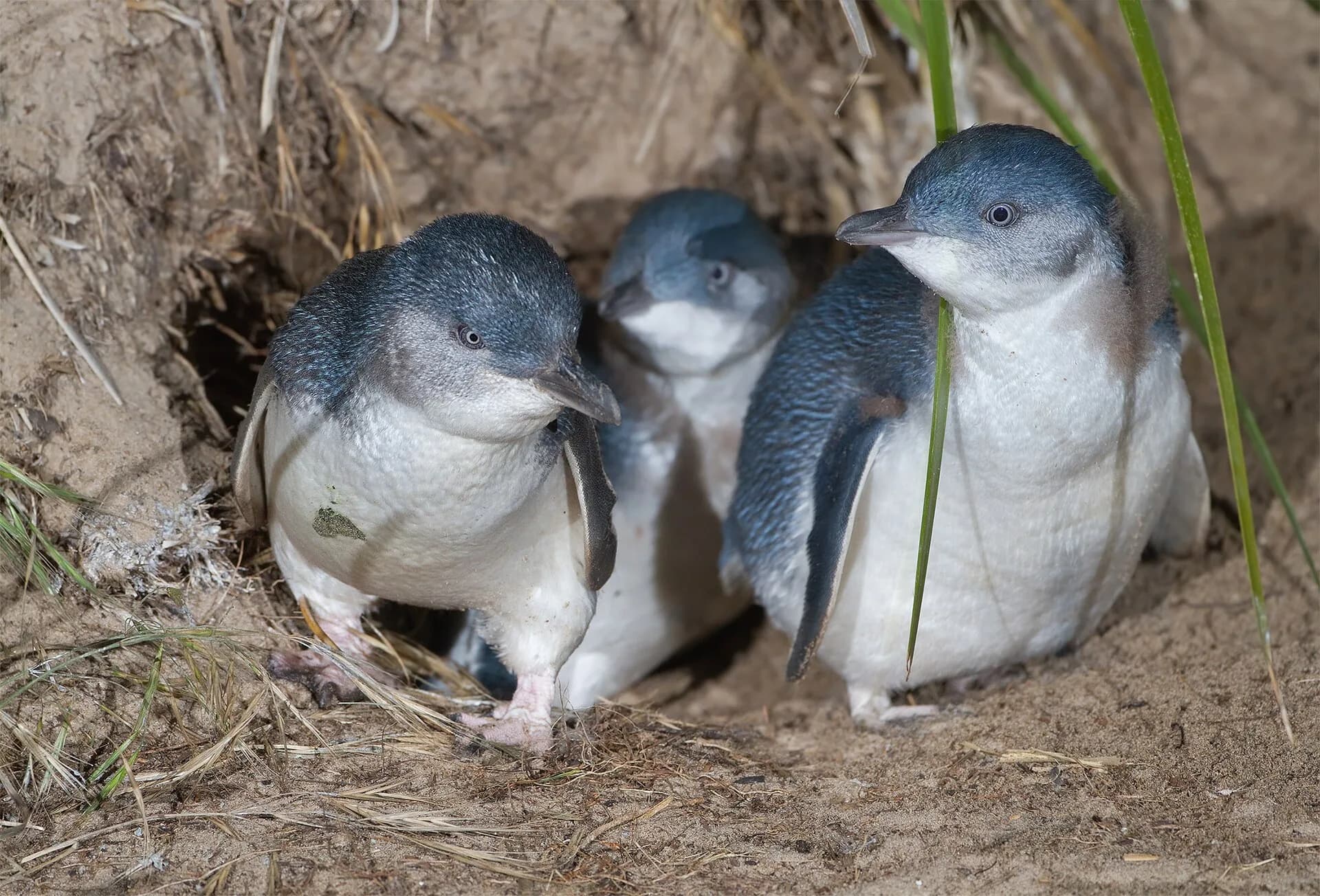 Little penguins near a coastal burrow