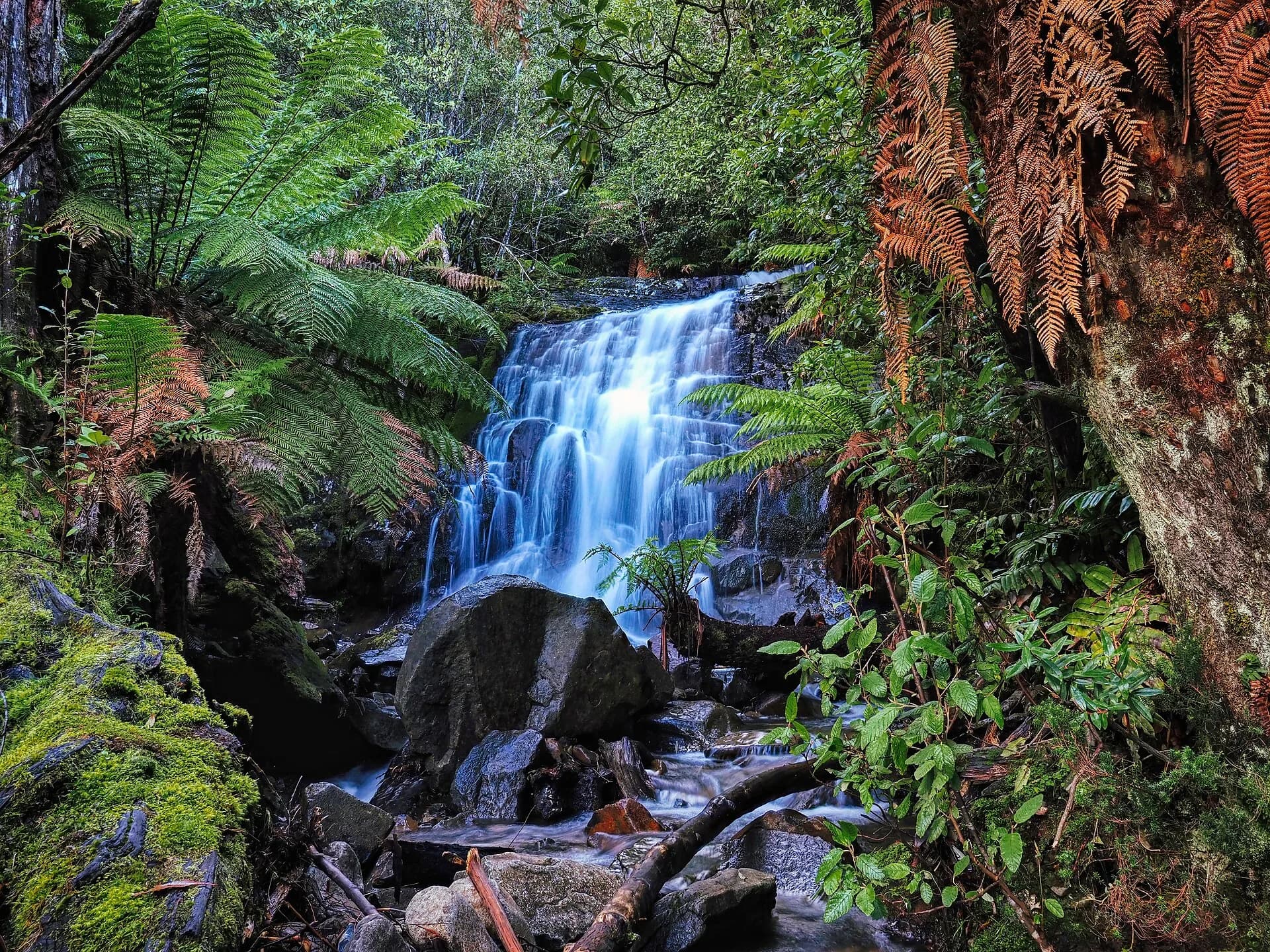 Dense wet forest and a small waterfall in Tasmania