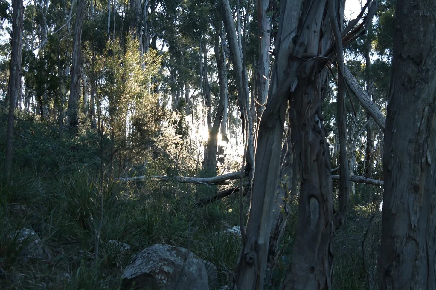 Open eucalypt forest in Knocklofty Reserve