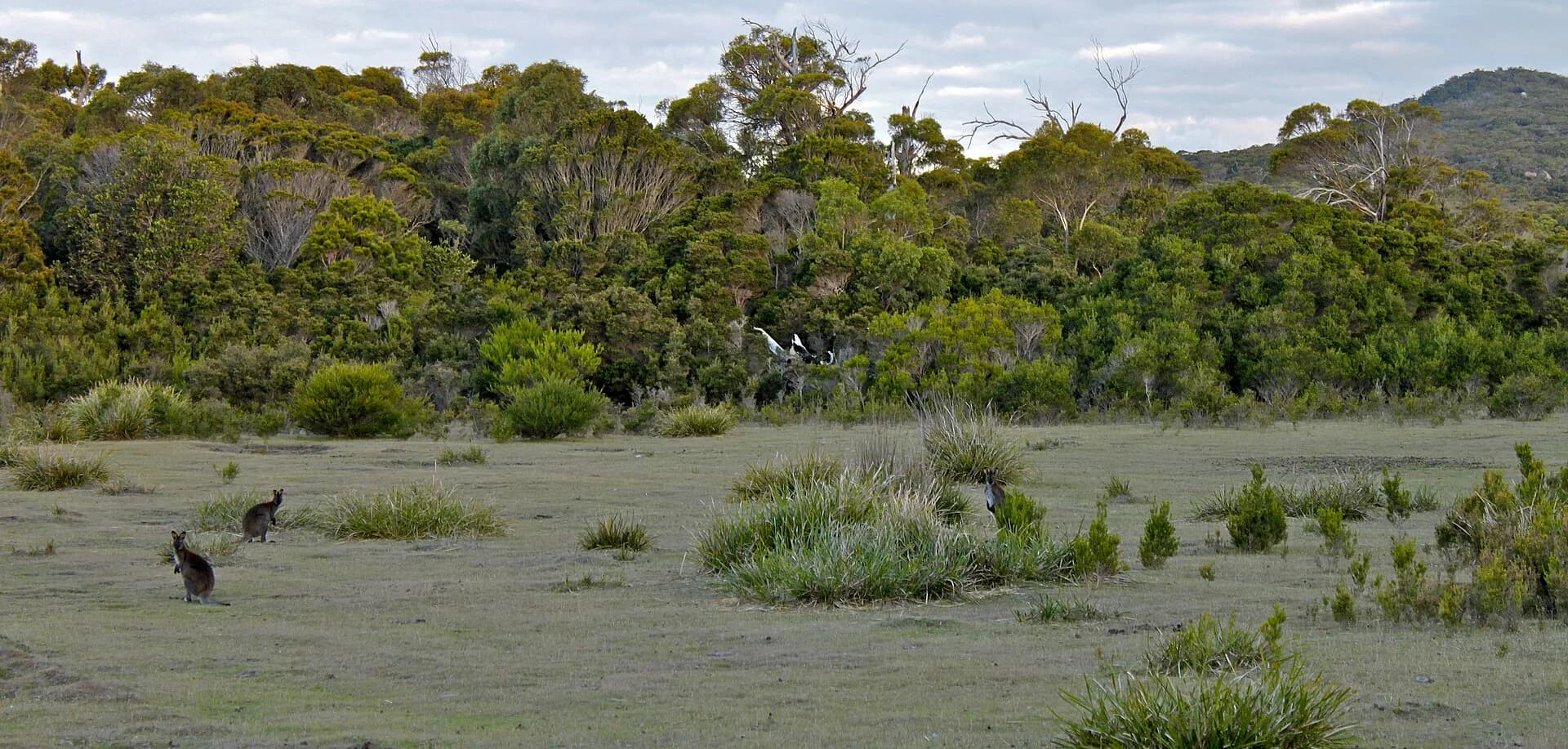 Sunset over coastal heath in Mount William National Park