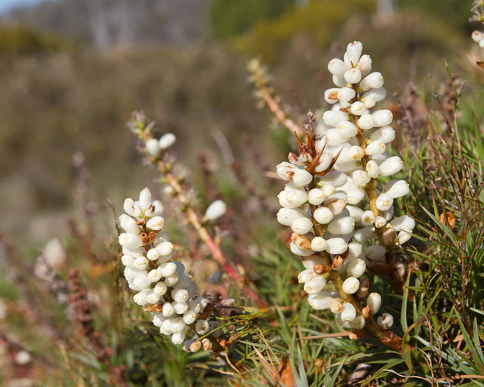 Pink and white scoparia flowers in alpine vegetation