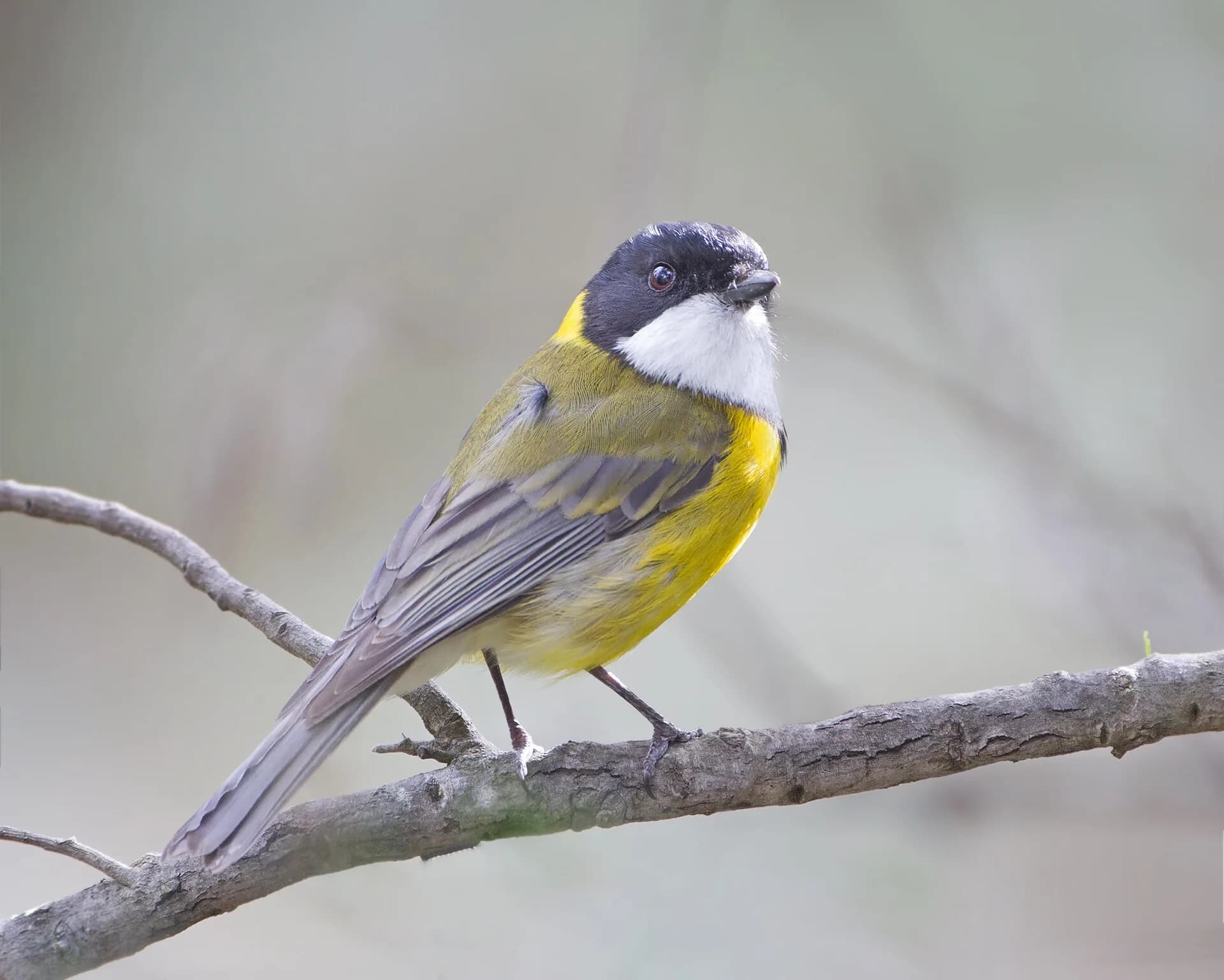 Golden whistler photographed at Risdon Brook