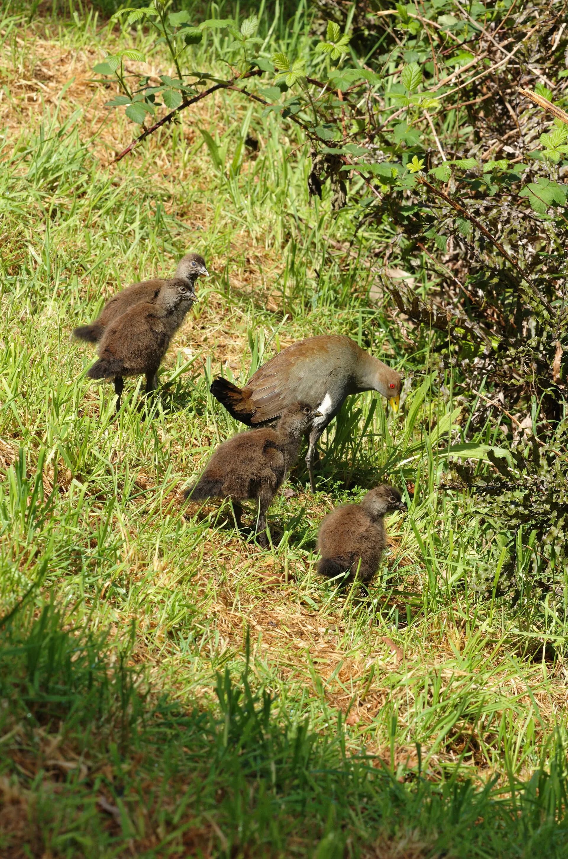 Tasmanian native-hens walking beside reserve vegetation