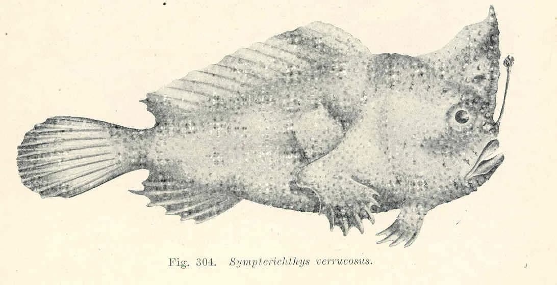 Scientific illustration of a smooth handfish specimen