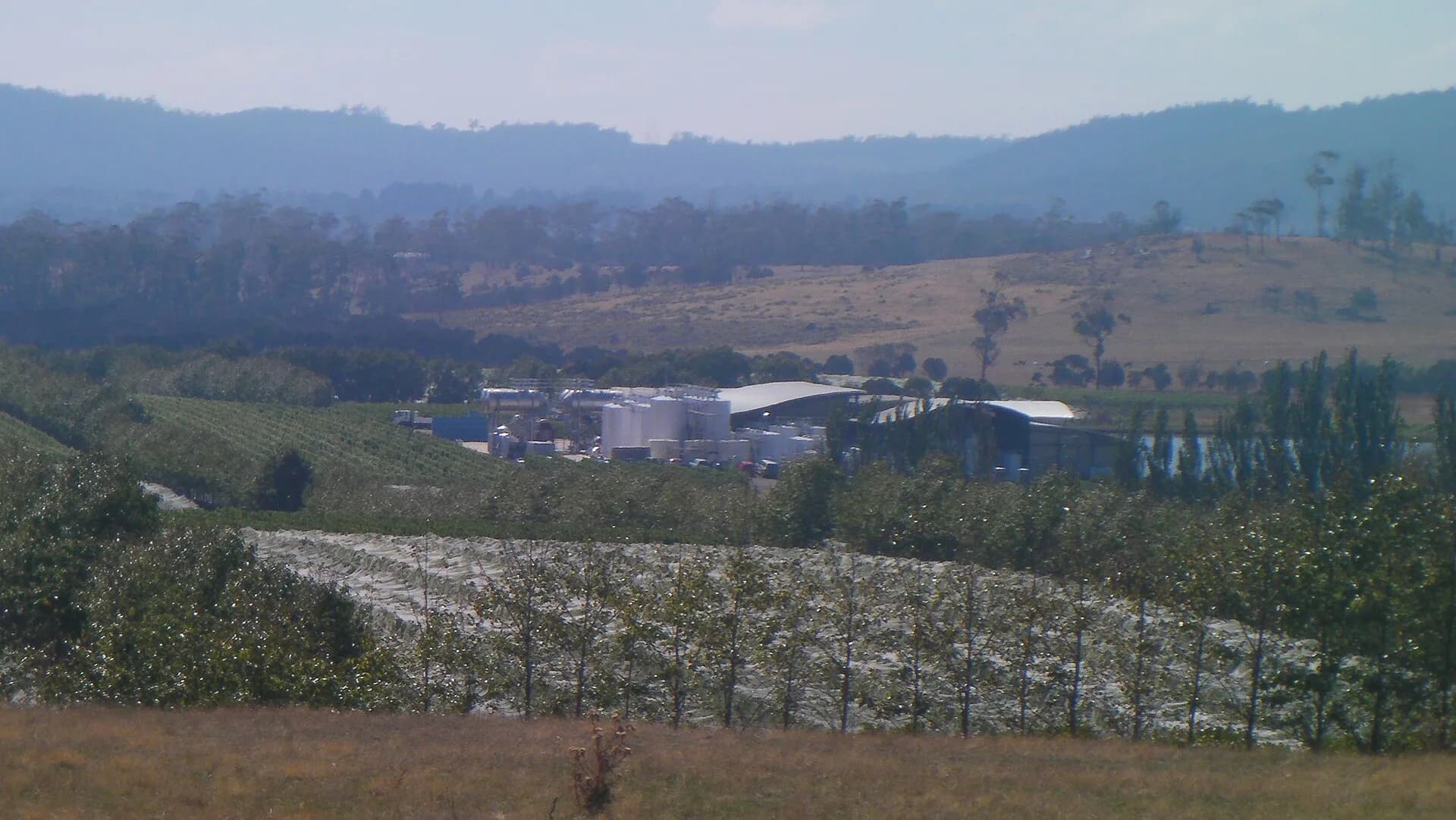 Rows of vines descending through a Tamar Valley vineyard