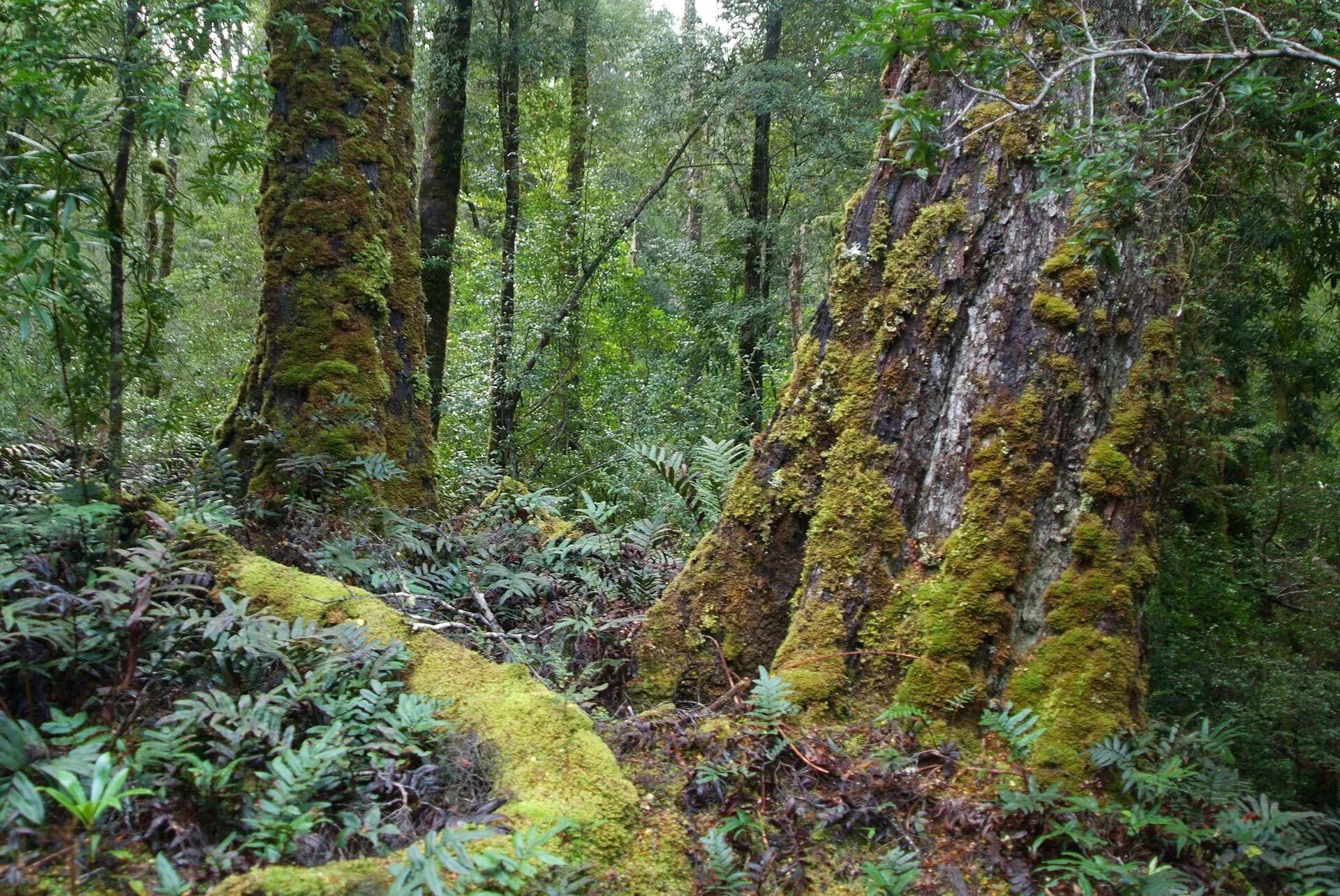 Boardwalk through wet forest in takayna / Tarkine