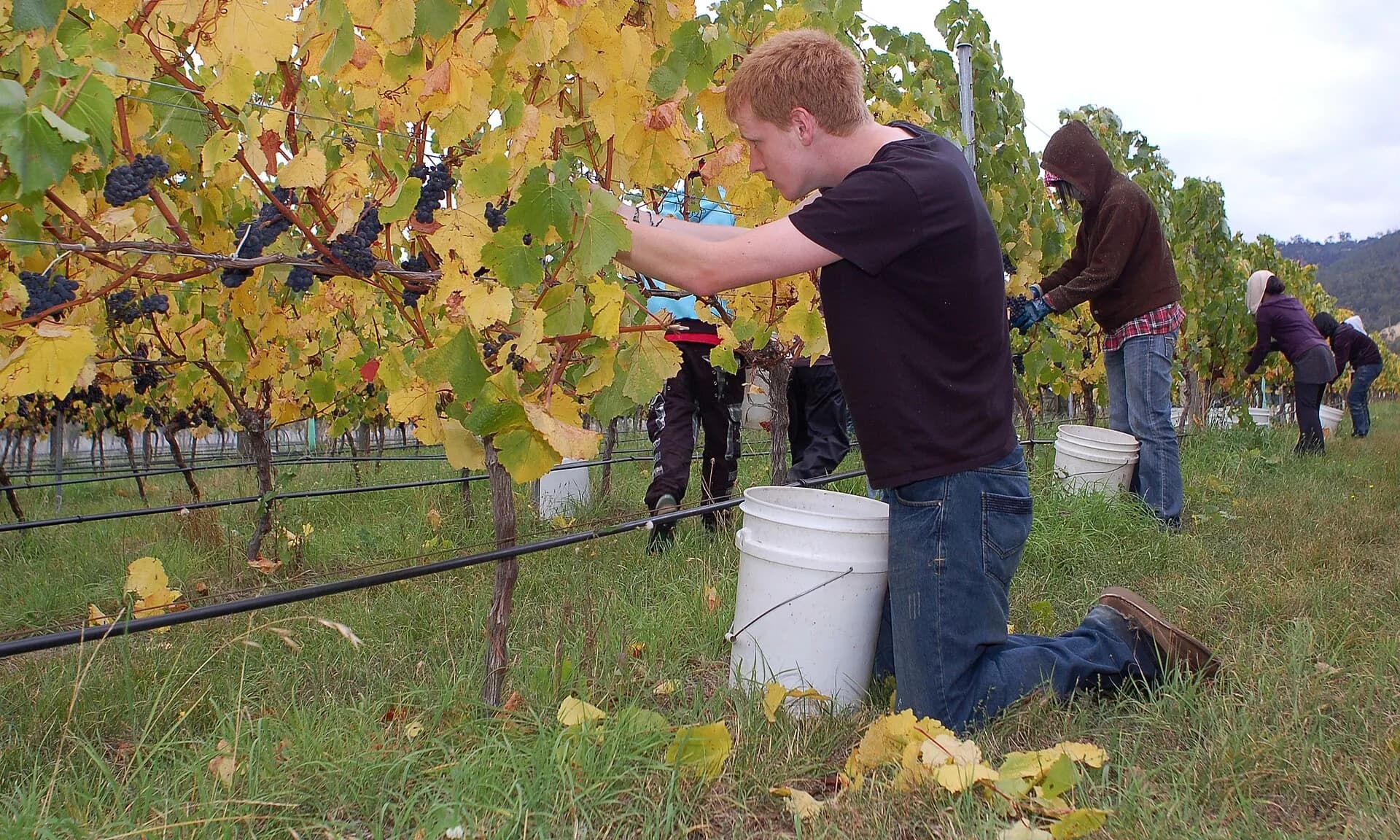 Hand harvest of pinot noir grapes in Tasmania