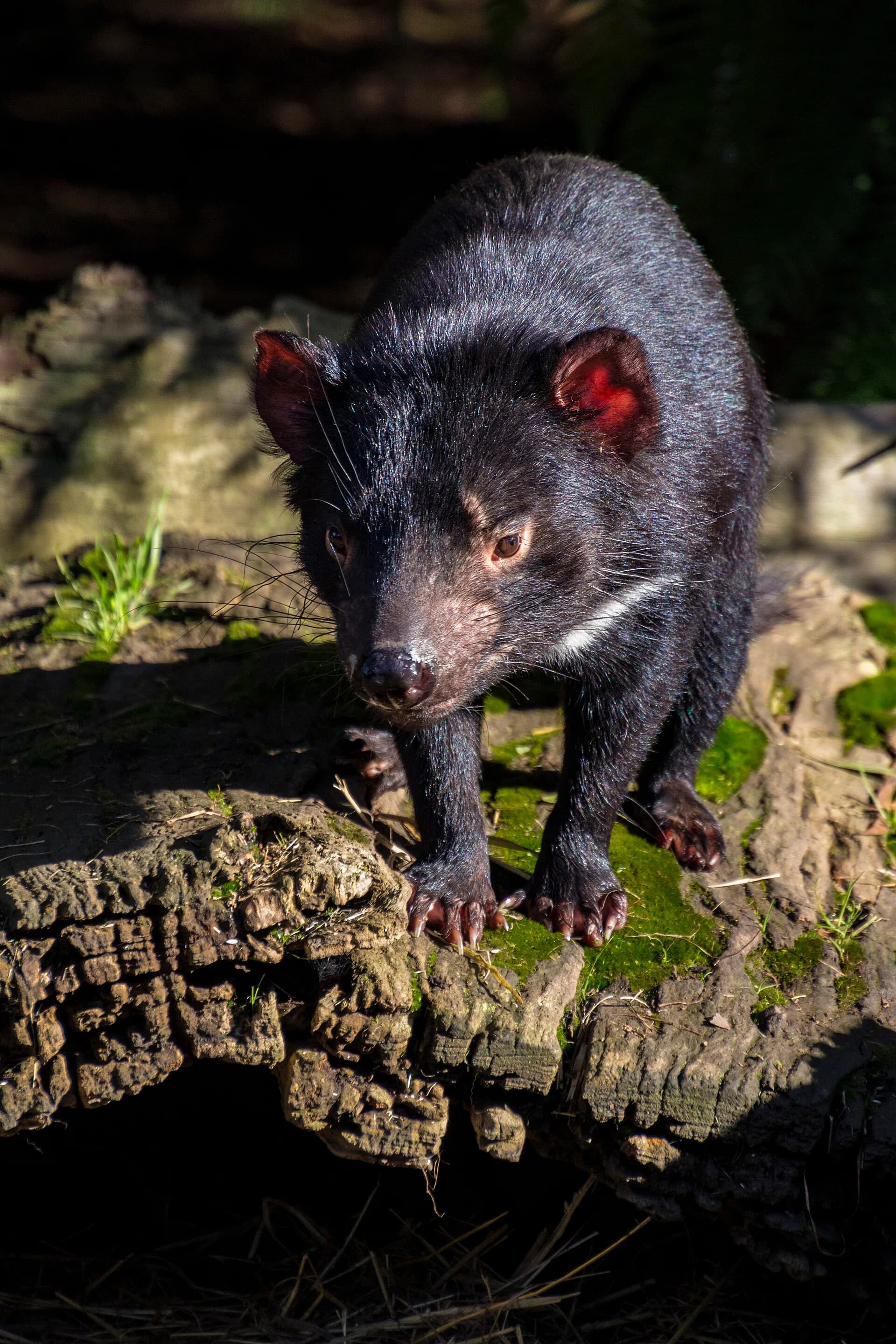 Tasmanian devil standing in native vegetation