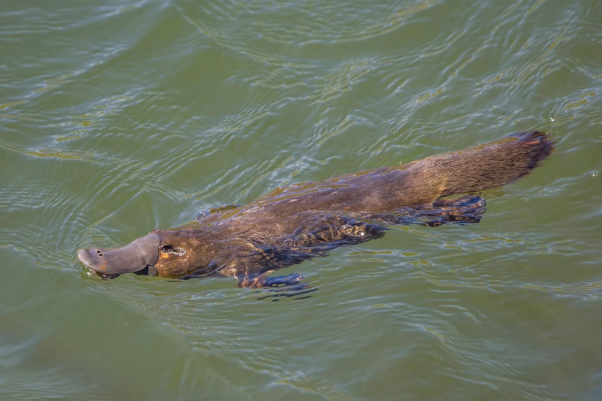 Platypus swimming at the water surface