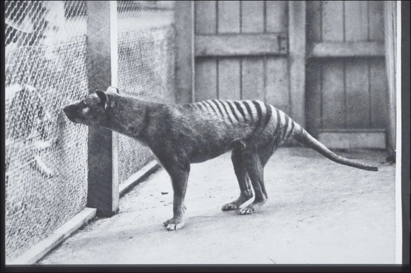 A thylacine photographed in an enclosure at Hobart Zoo in 1928