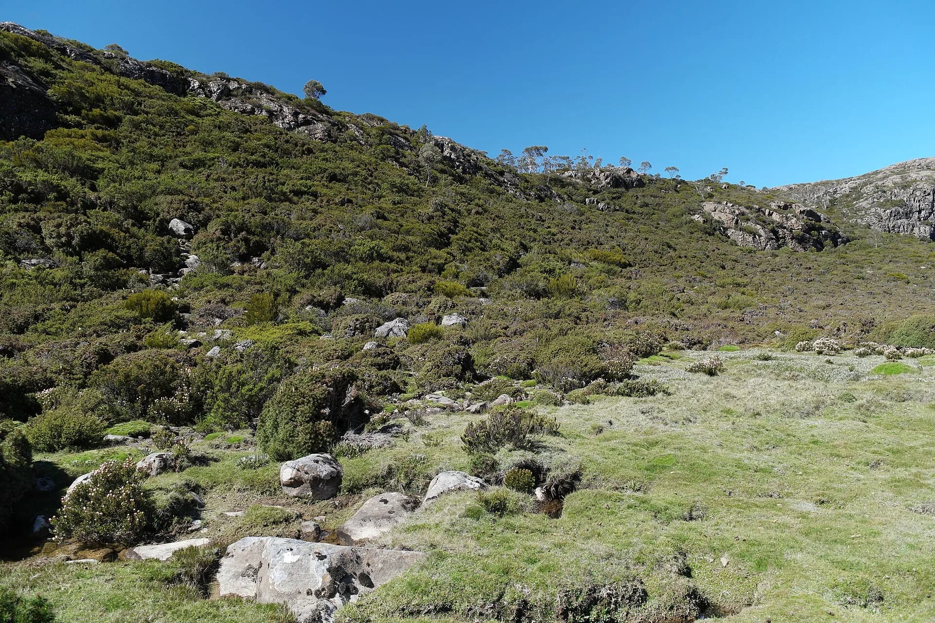 Tarns, rock and alpine vegetation in Walls of Jerusalem National Park