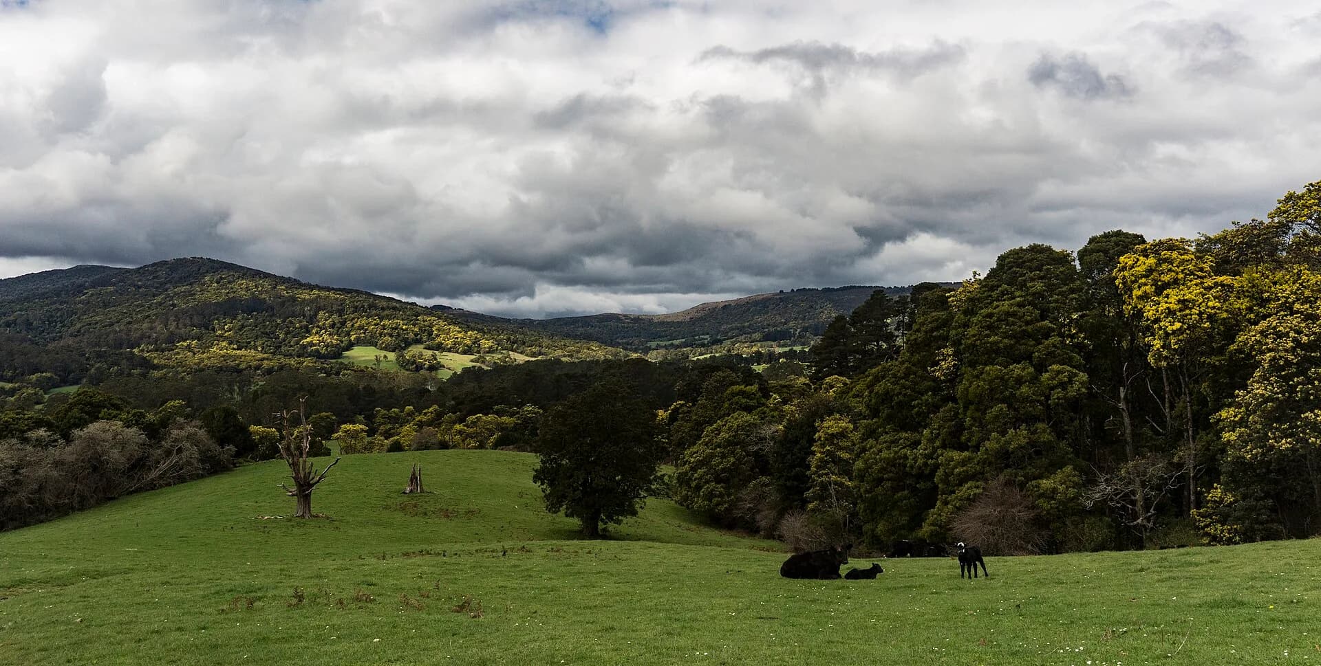 Weldborough below the forested Blue Tier