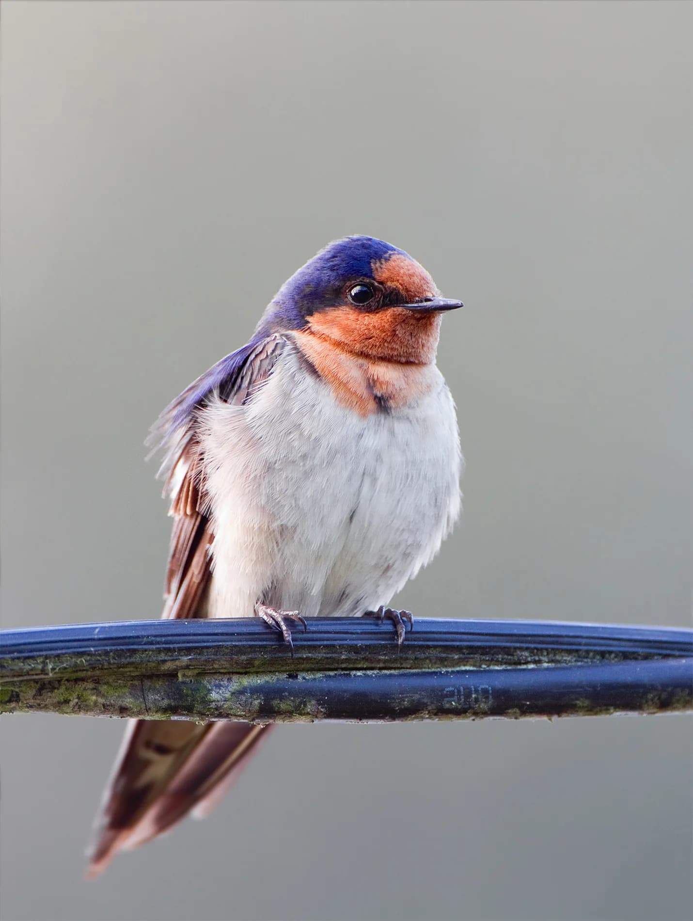 Welcome swallow recorded at Westerway
