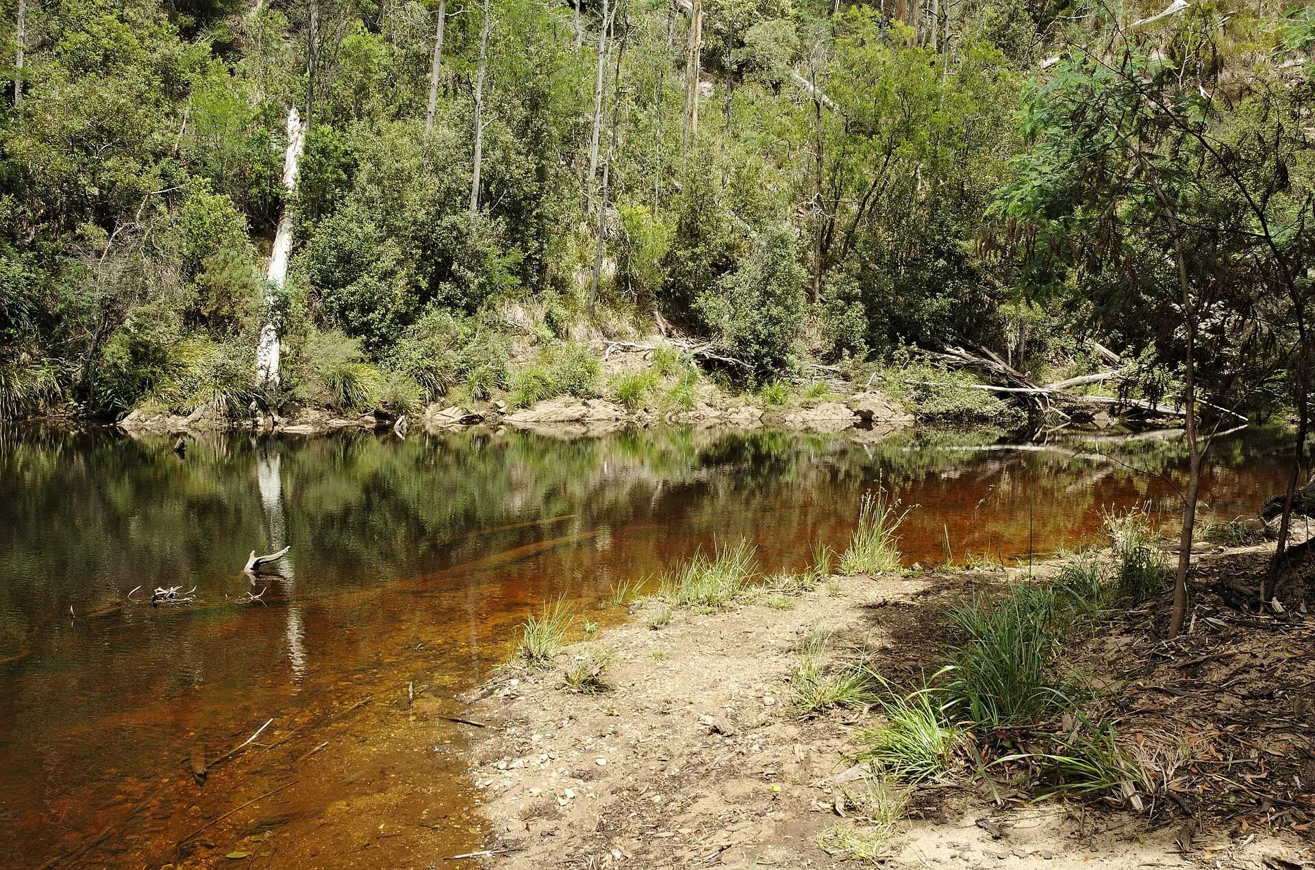 Calm river water beneath dense ferns at Fern Glade