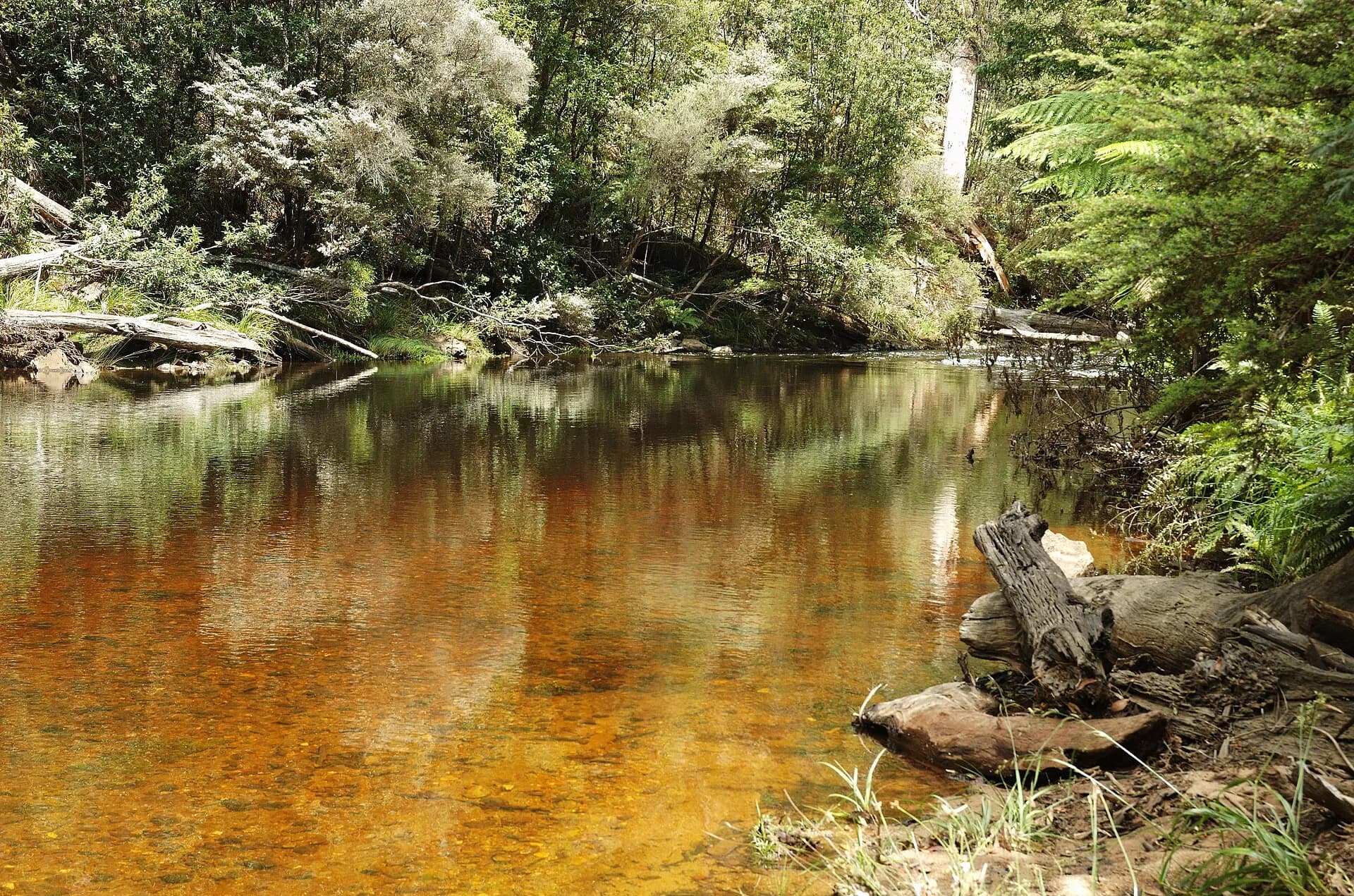 Shaded riverbank and walking track at Fern Glade Reserve
