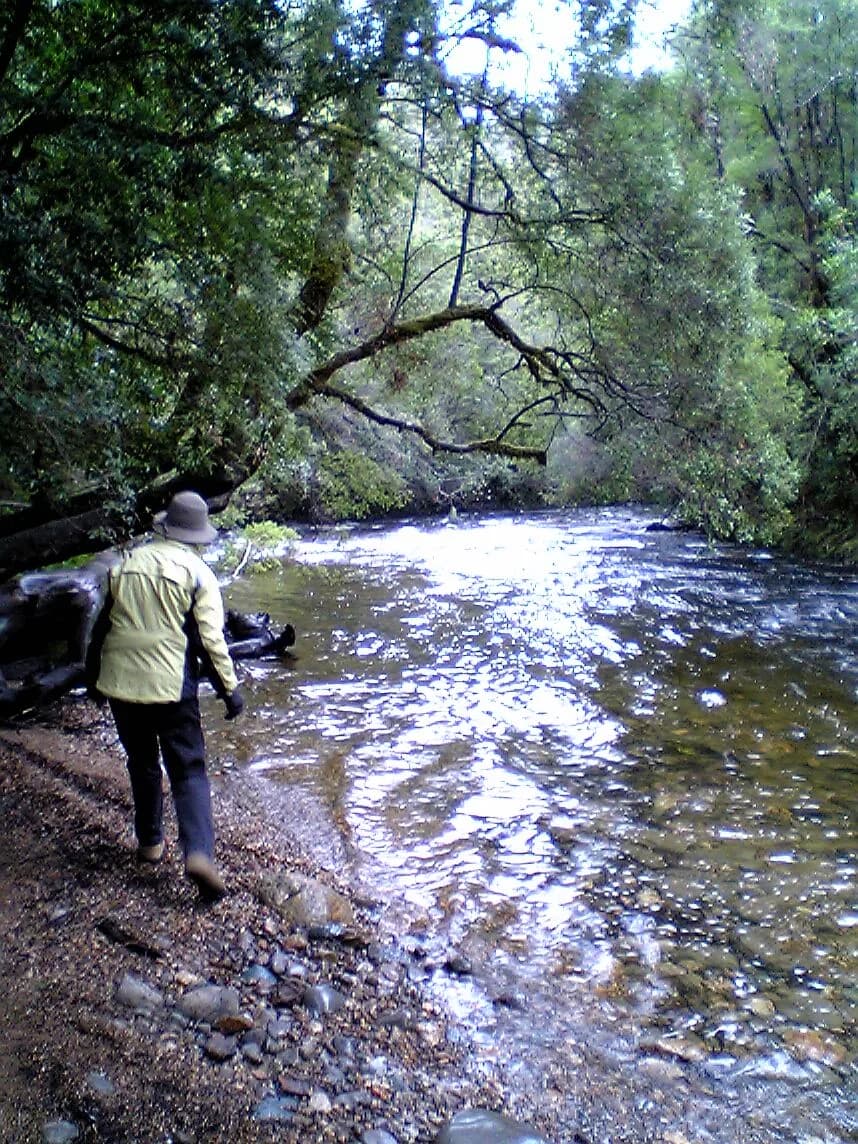 Fast-flowing Franklin River through forested wilderness