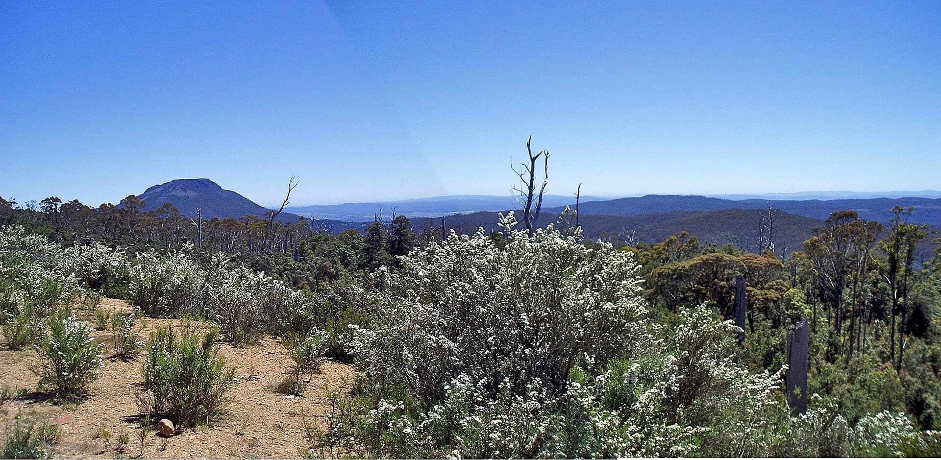 Forest and karst landscape at Mole Creek