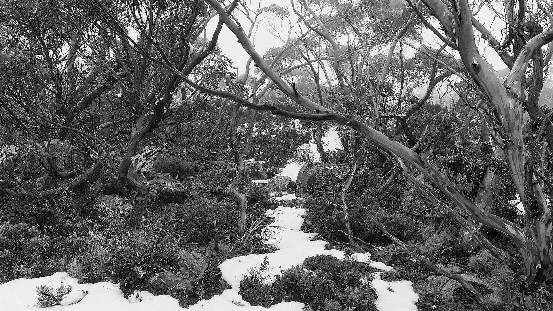 Fresh snow across kunanyi / Mount Wellington