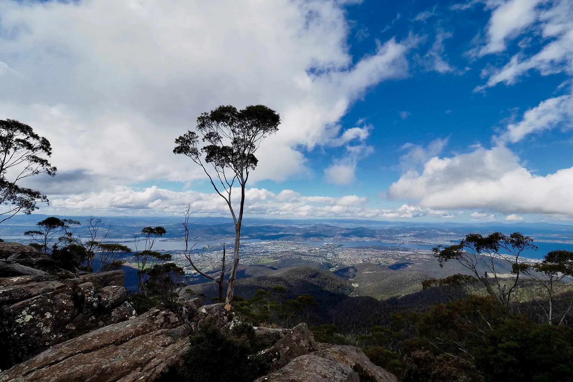 Snow gum woodland on kunanyi / Mount Wellington