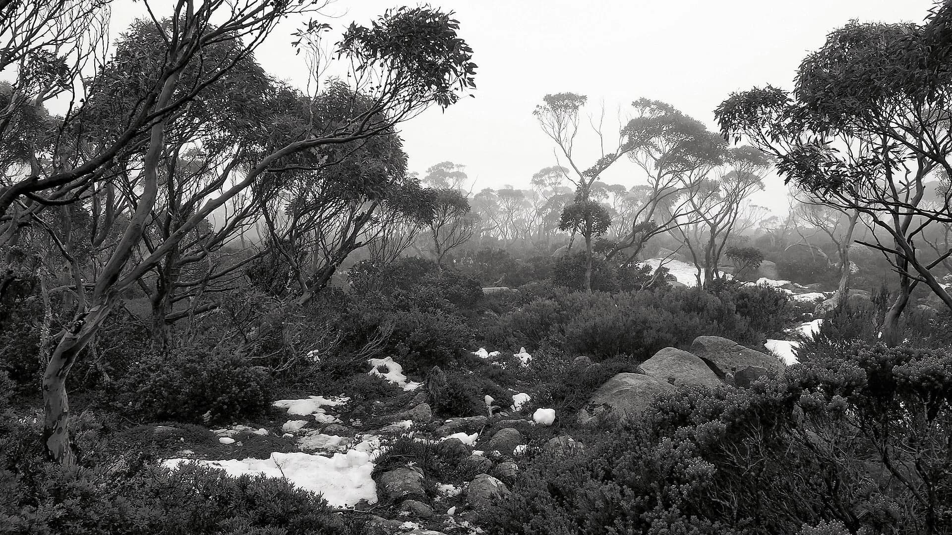Rocky summit of kunanyi / Mount Wellington