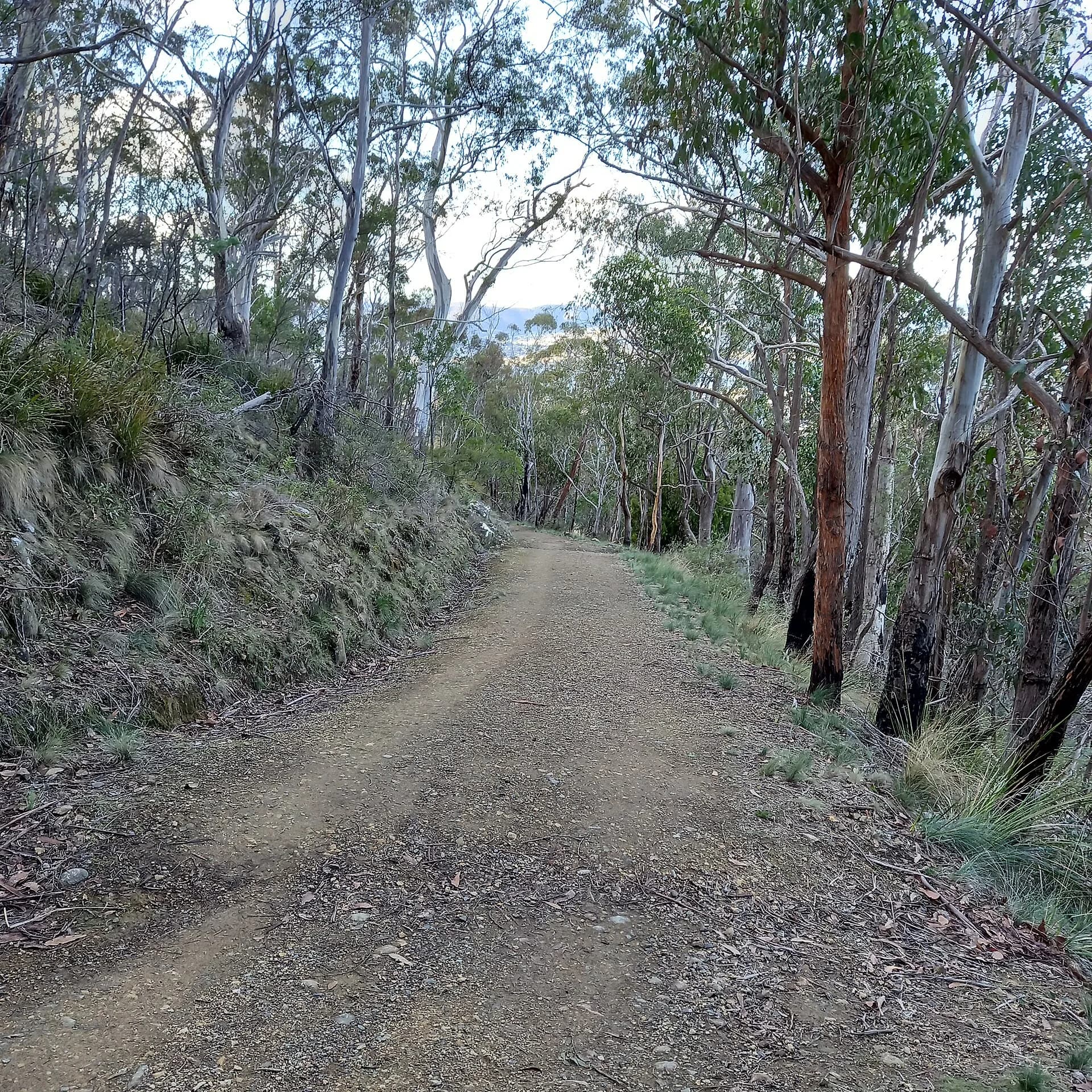 Unsealed fire trail in the hills above Hobart