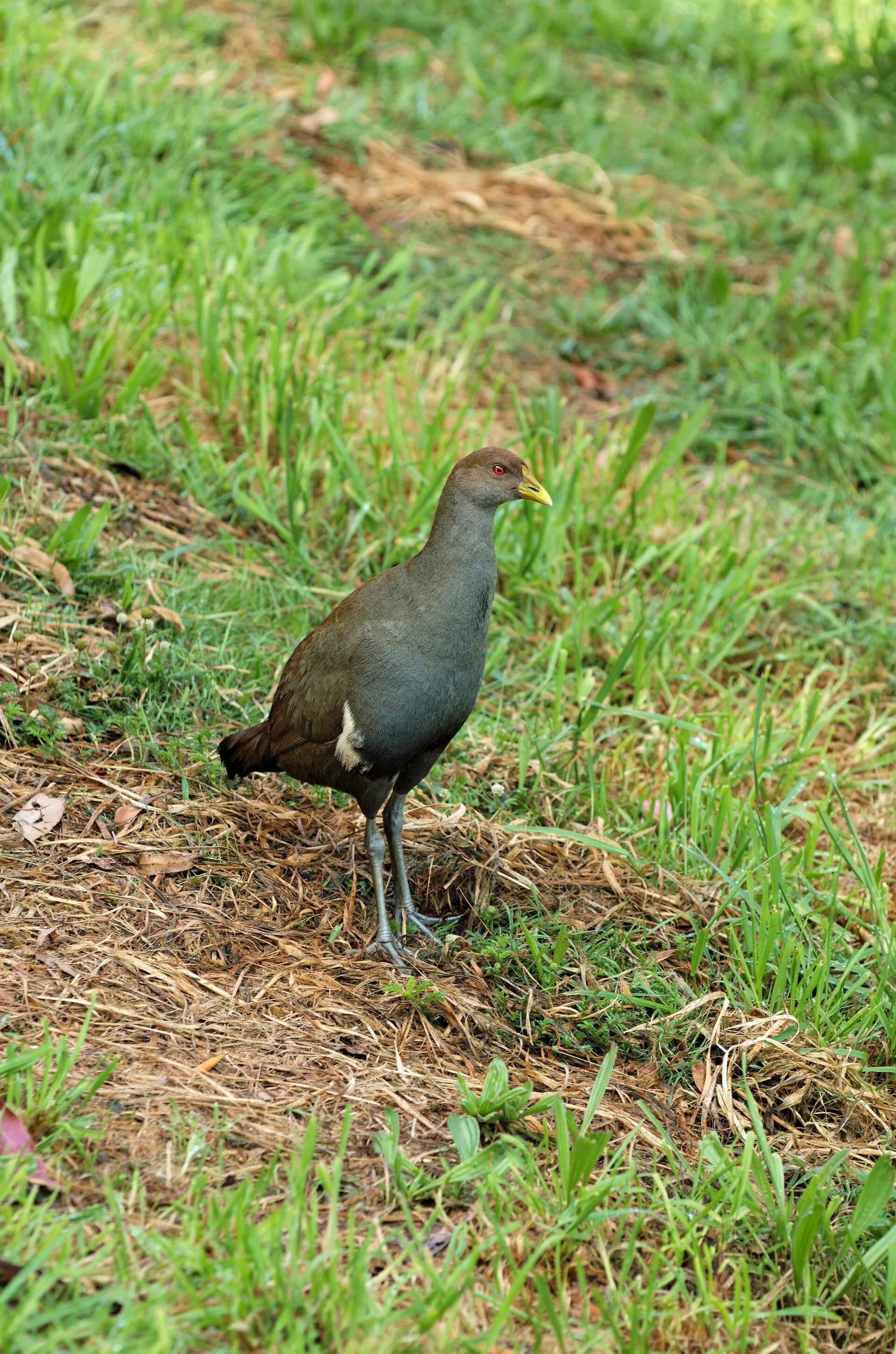 Tasmanian native-hen standing near water