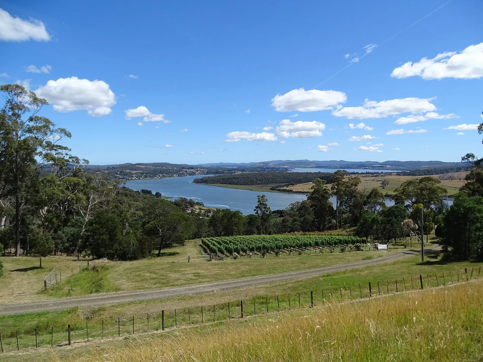 Road through vineyards in the Tamar Valley