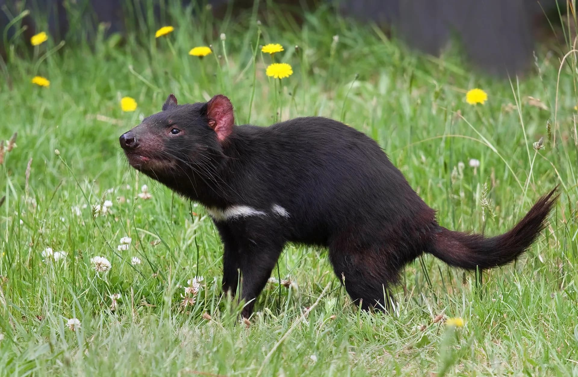 Tasmanian devil photographed at Taranna