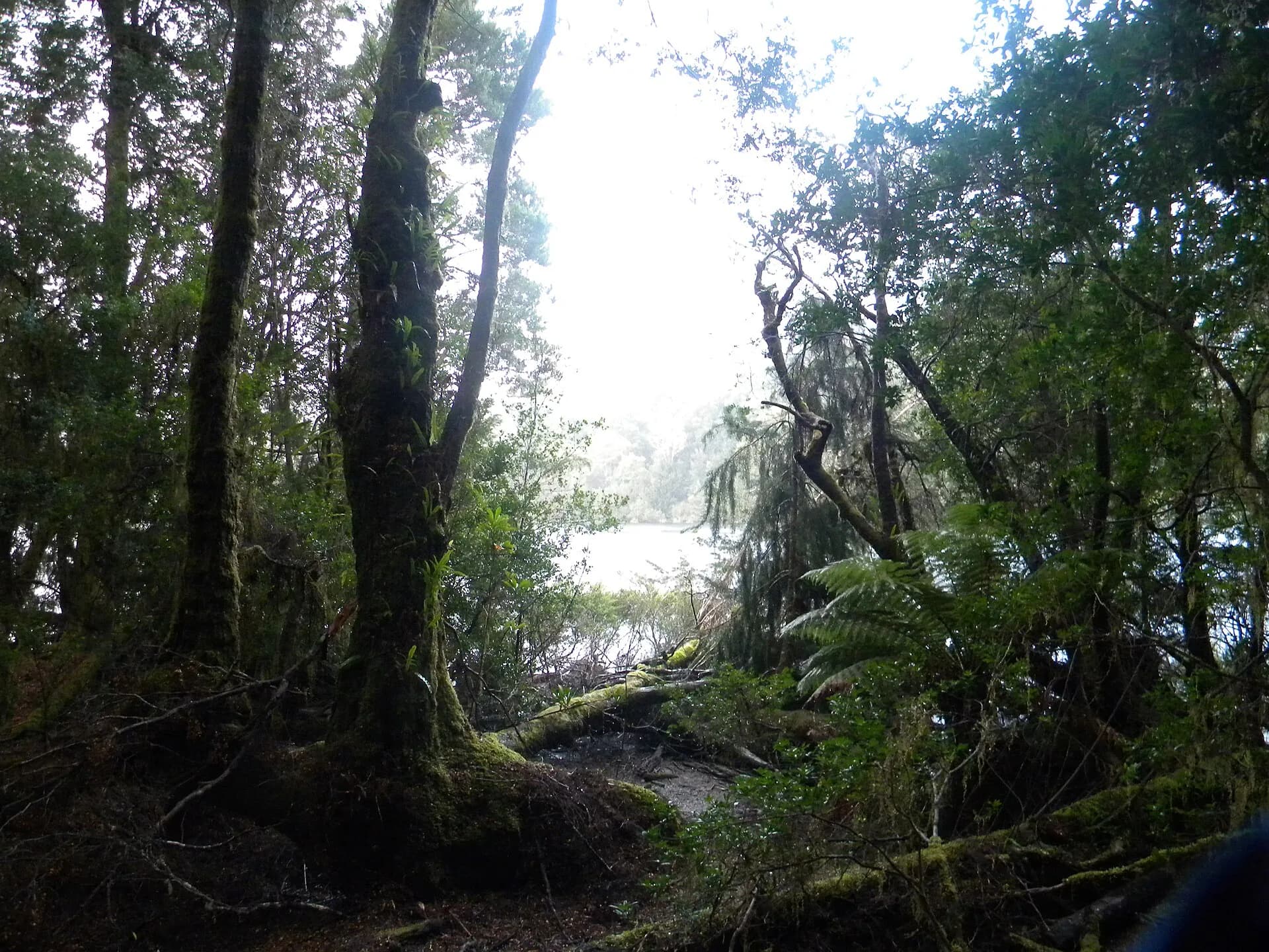 Wet forest in takayna / Tarkine