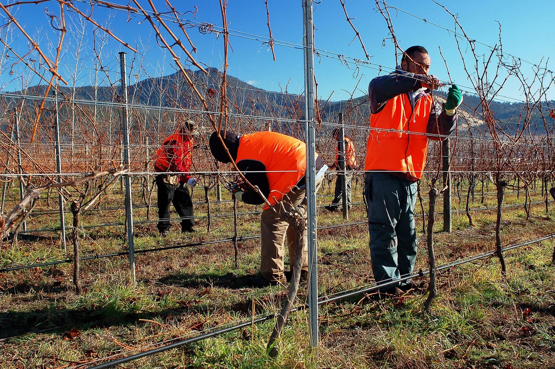 Worker pruning dormant grapevines in a Tasmanian vineyard