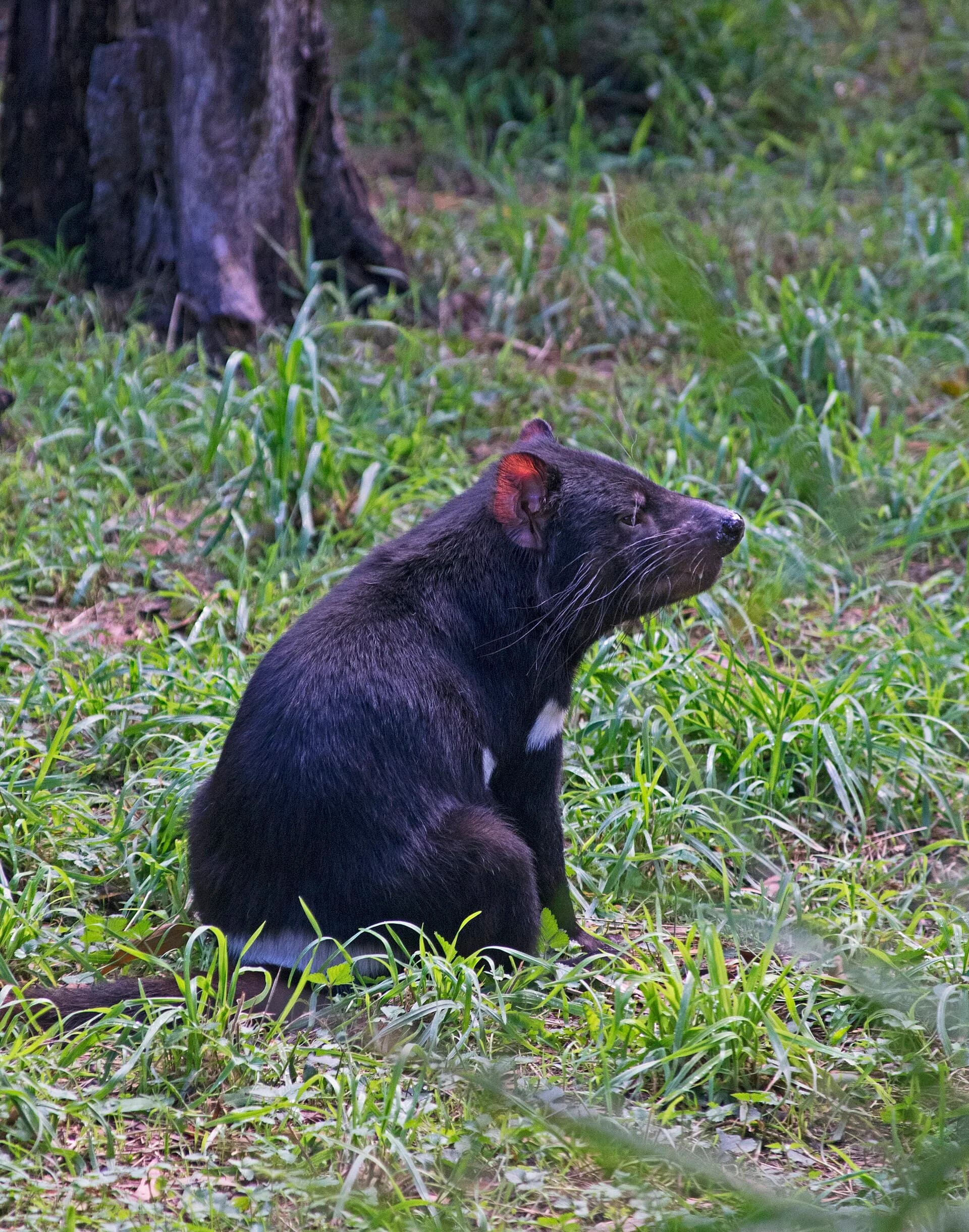 Close view of a Tasmanian devil