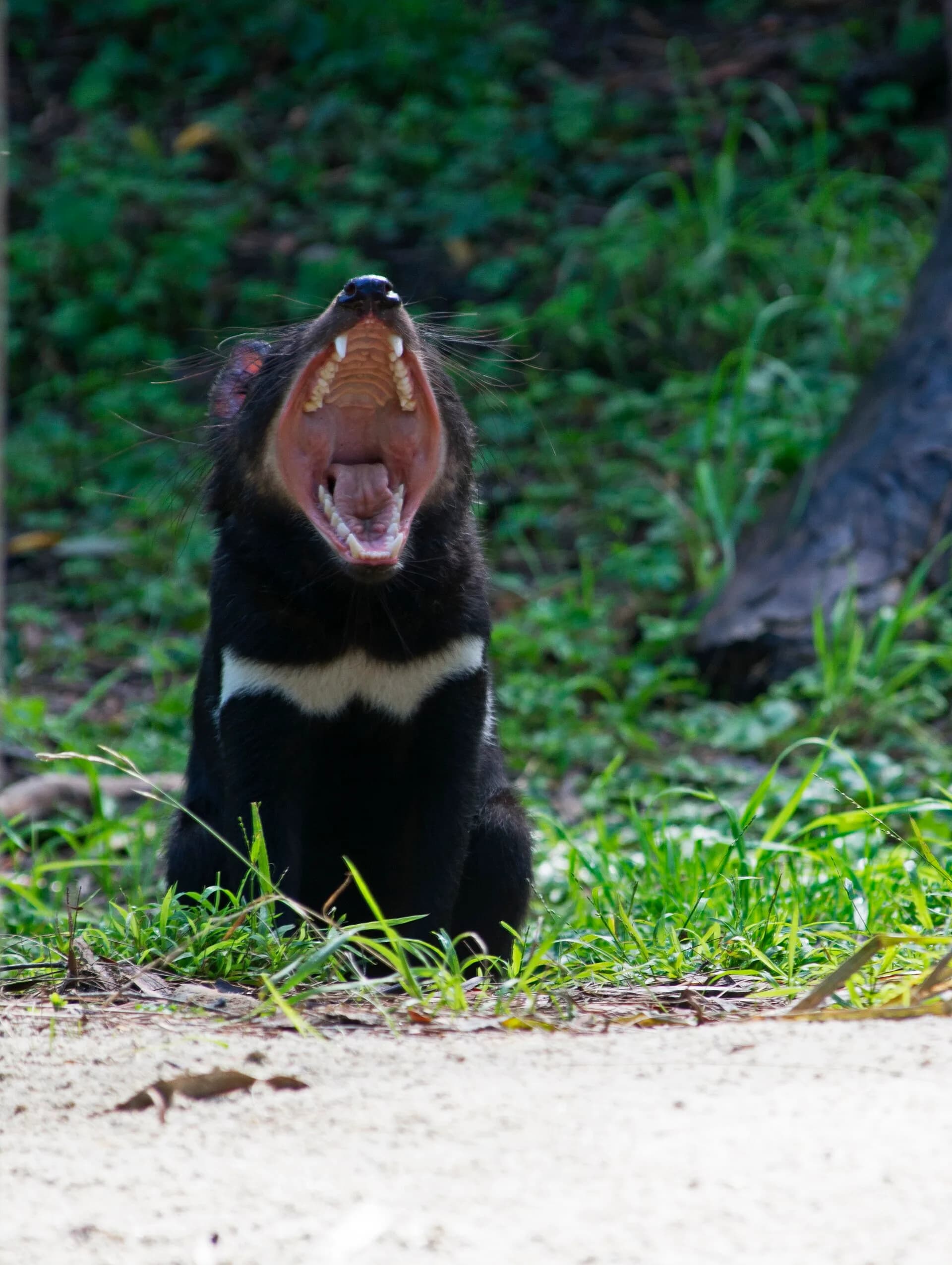Tasmanian devil under wildlife care