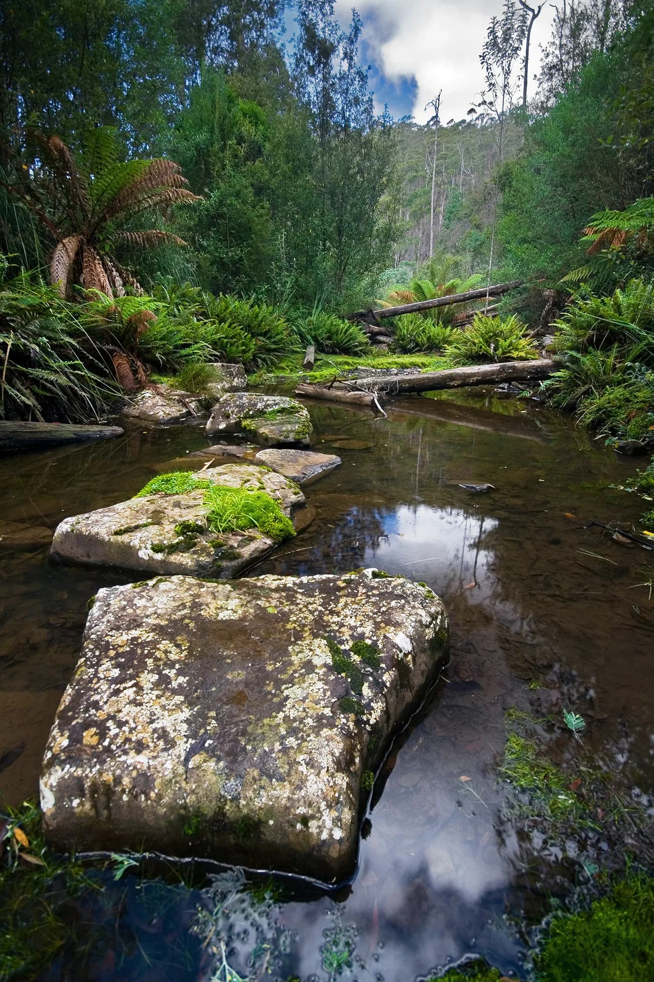 Sandspit River running through Wielangta forest in south-east Tasmania