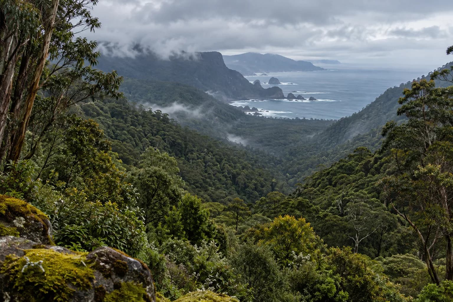 Temperate rainforest and rugged coastline in western Tasmania
