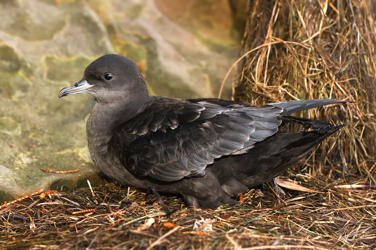 Short-tailed Shearwater ( Puffinus tenuirostris ) Fledgling Camera data Camera Canon EOS 400D Lens Canon EF 50mm f1.8 Focal length 50 mm Aperture f/4 Exposure time 1/100 s Sensivity ISO 400