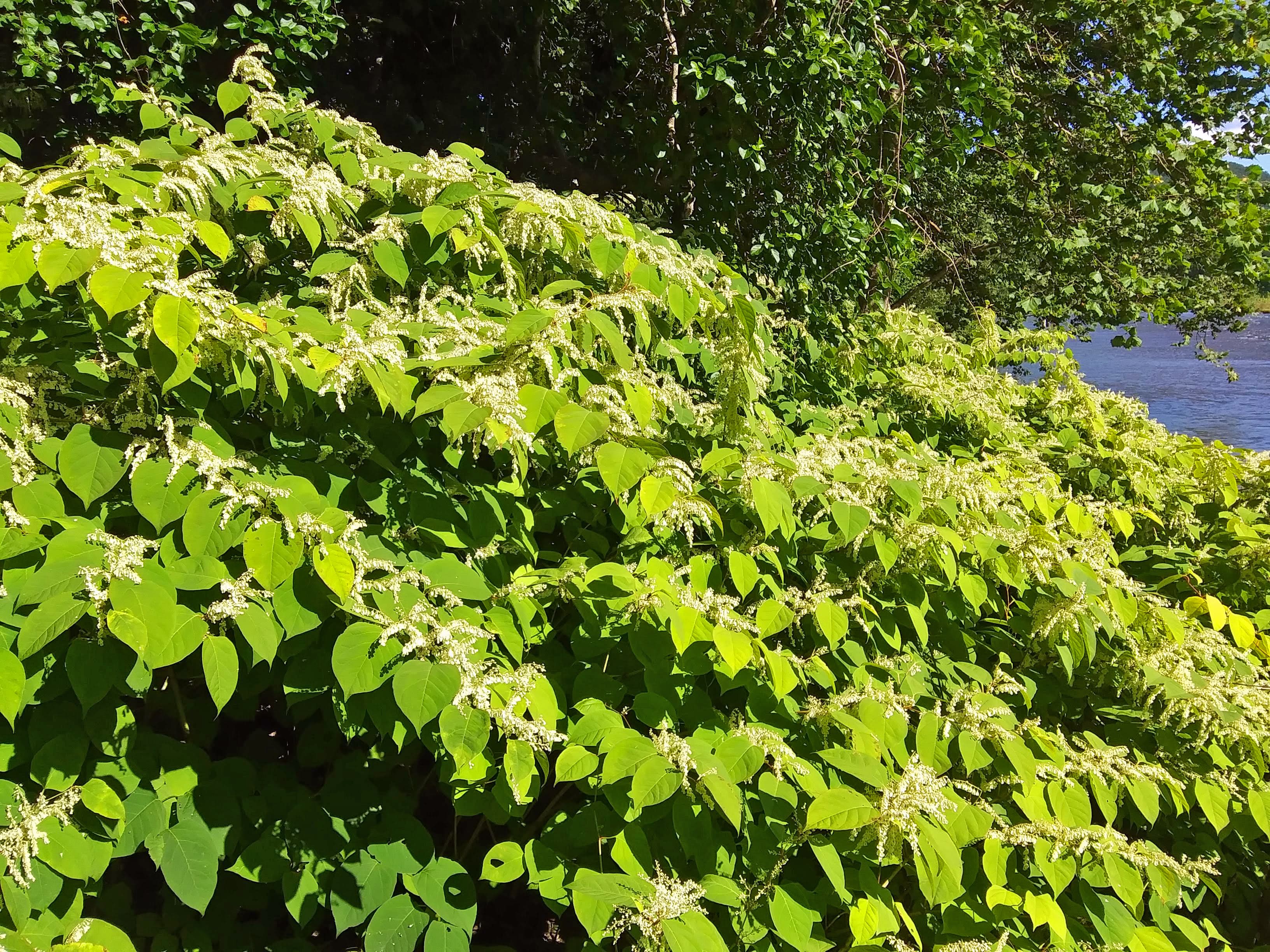 Japanese knotweed growing on the shore of Esopus Creek near the former hamlet of Beechford, NY, USA, just north of Boiceville .